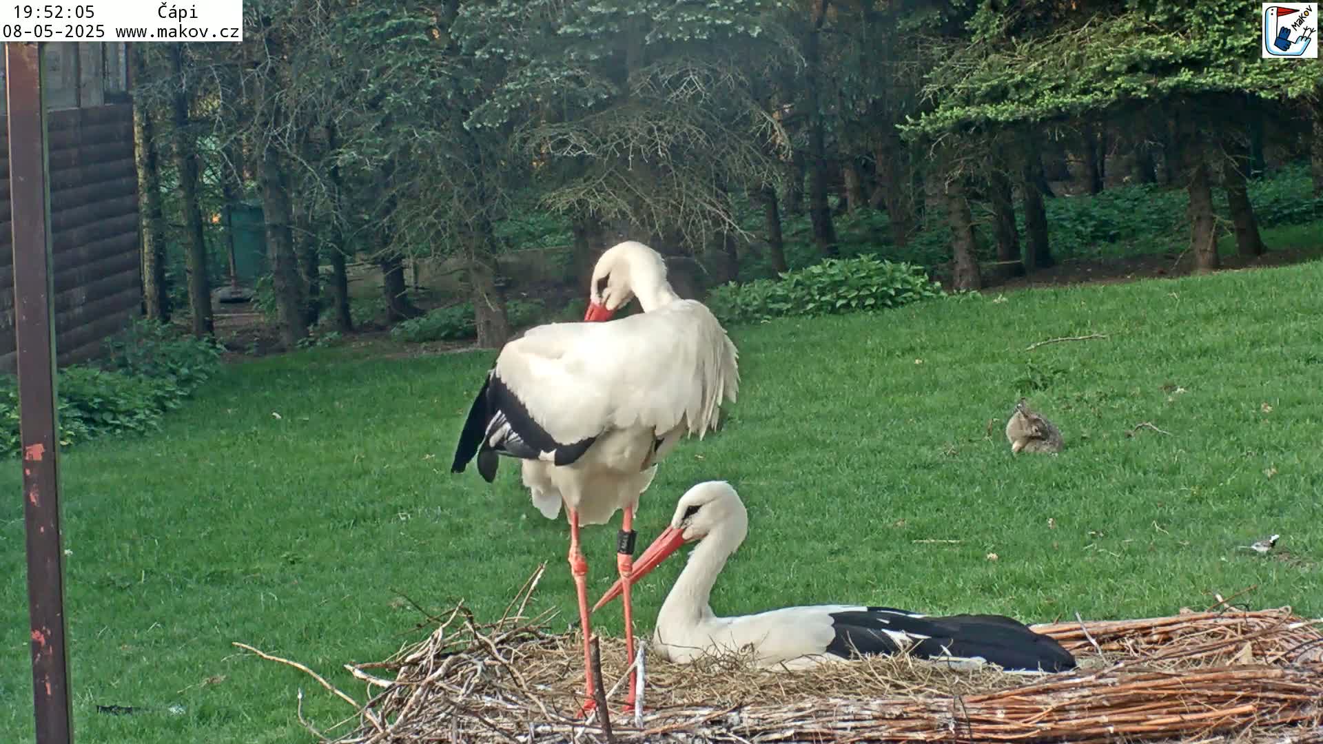 Two white storks with black wingtips are near a nest on a grassy lawn next to a wooded area.