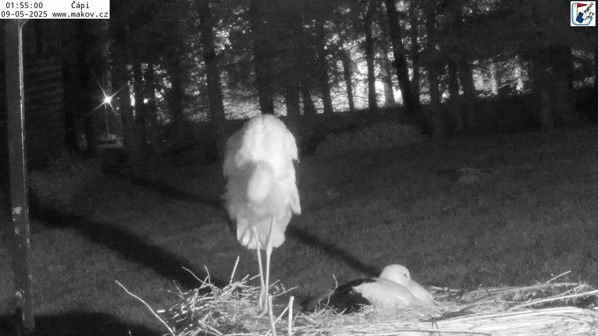 A white stork stands over a smaller stork nestled in a nest at night in a wooded area.