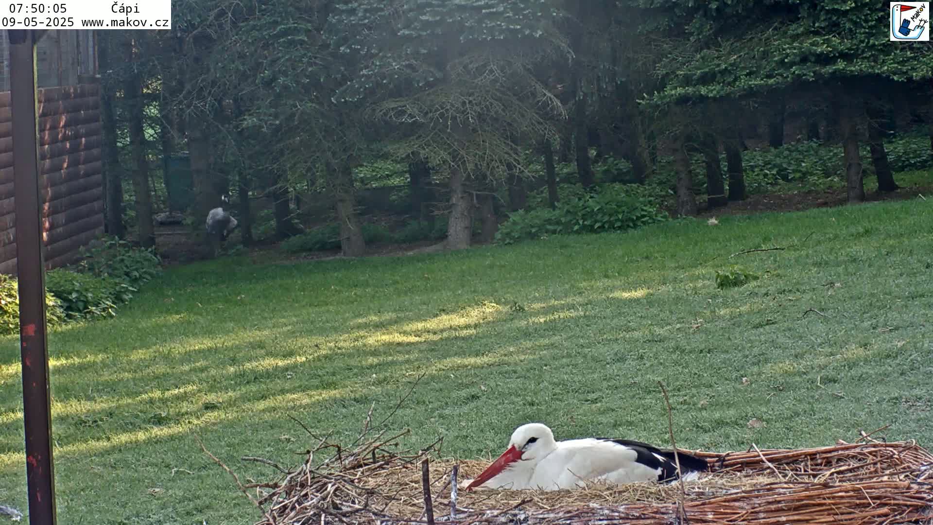A white stork rests in a nest on a grassy lawn near a wooded area in the morning sun.