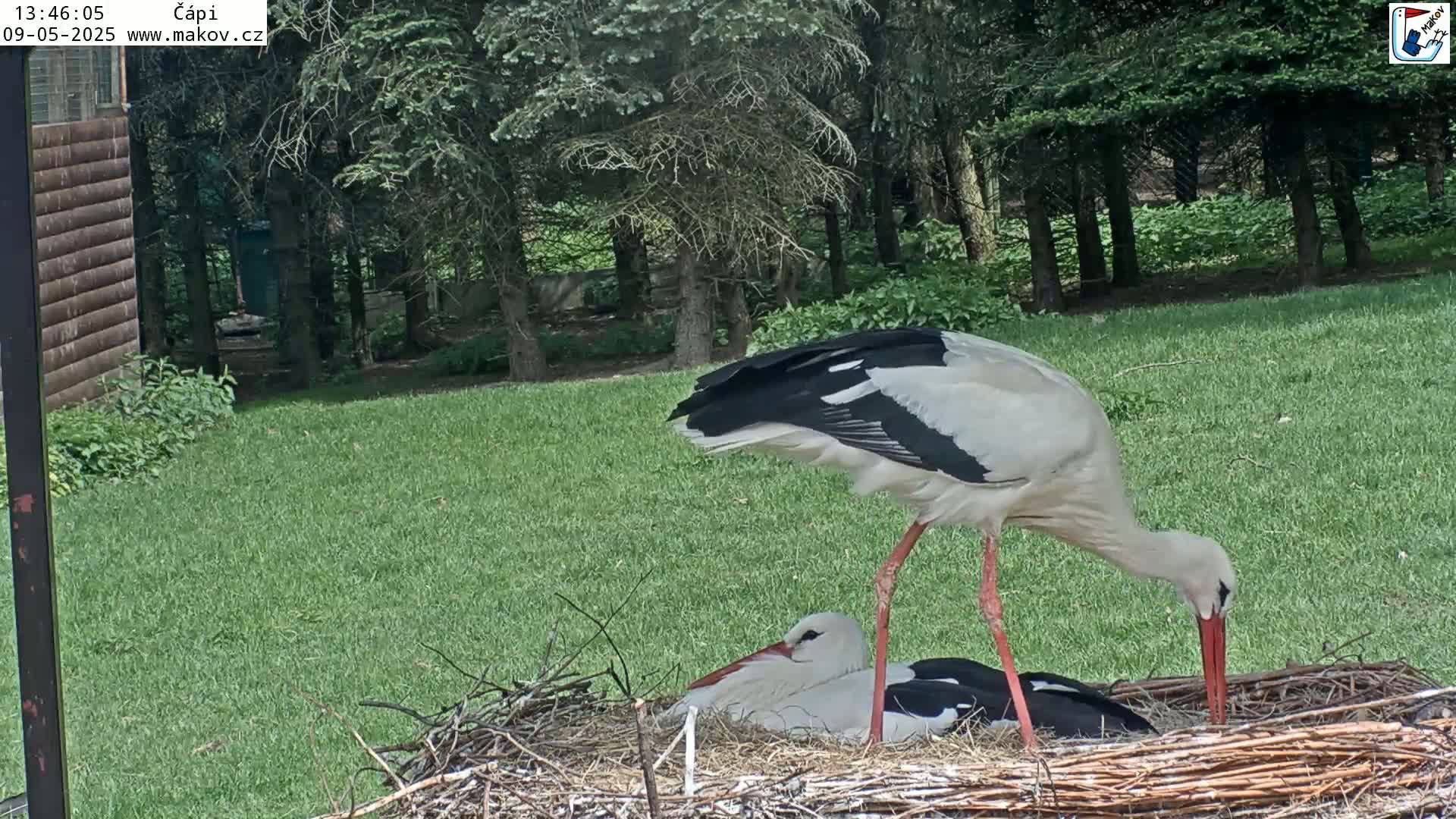 A white stork stands over a nest containing another stork, on a grassy area next to a wooded area on a partly cloudy day.