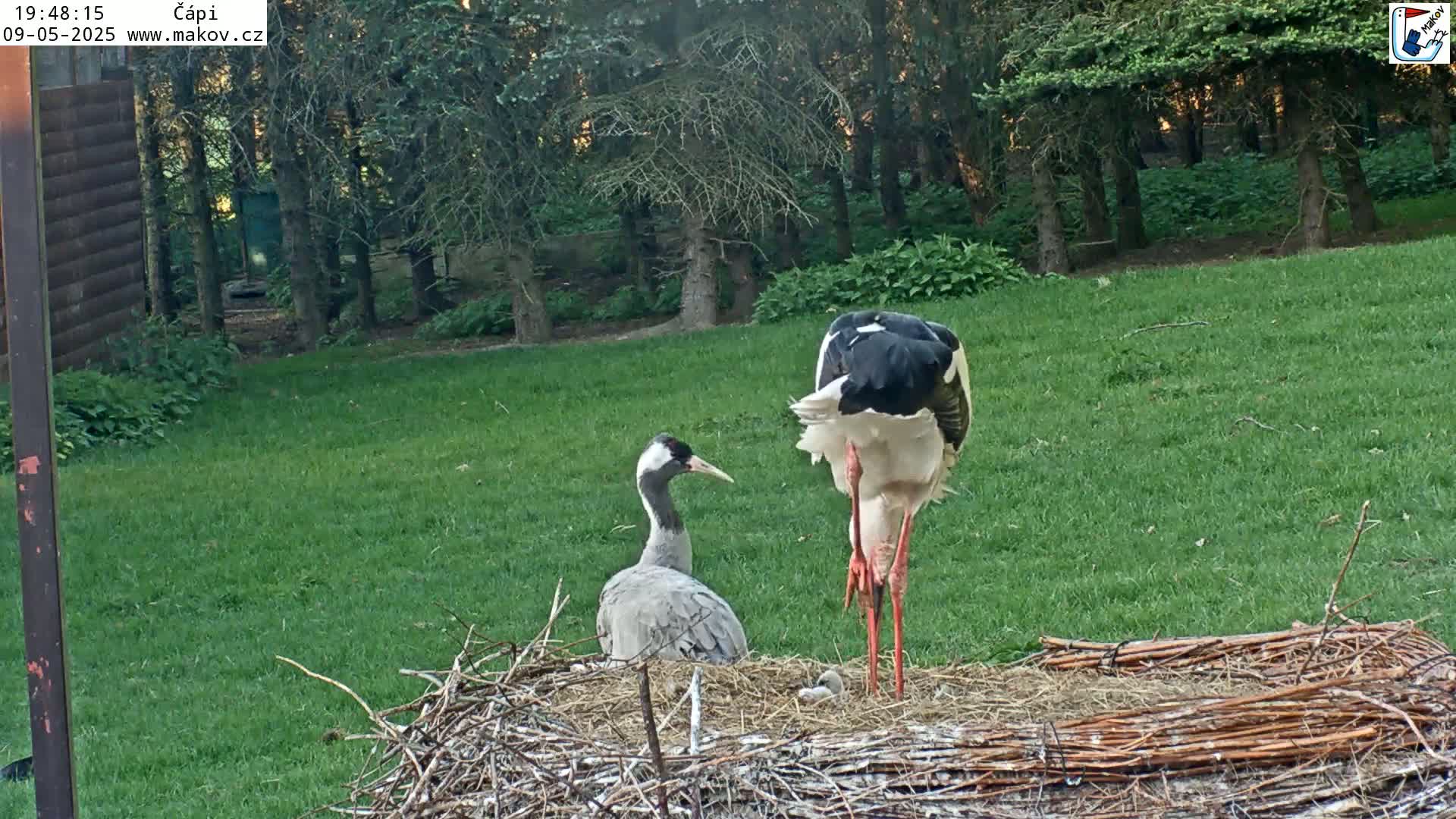A black and white stork and a gray crane stand near a large nest on a grassy lawn in front of a wooded area.
