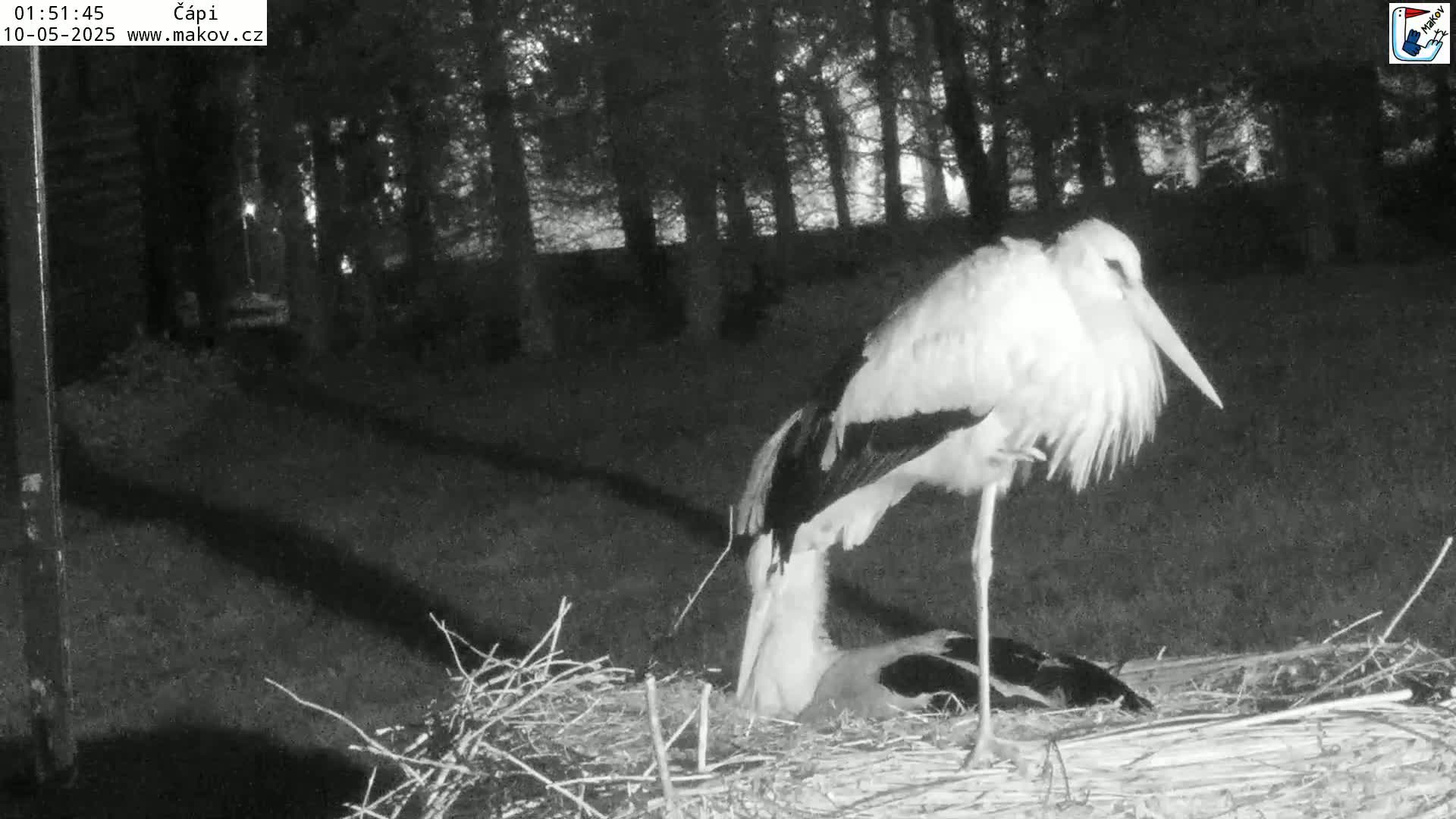 A white stork stands on one leg in a nest at night, near a wooded area.