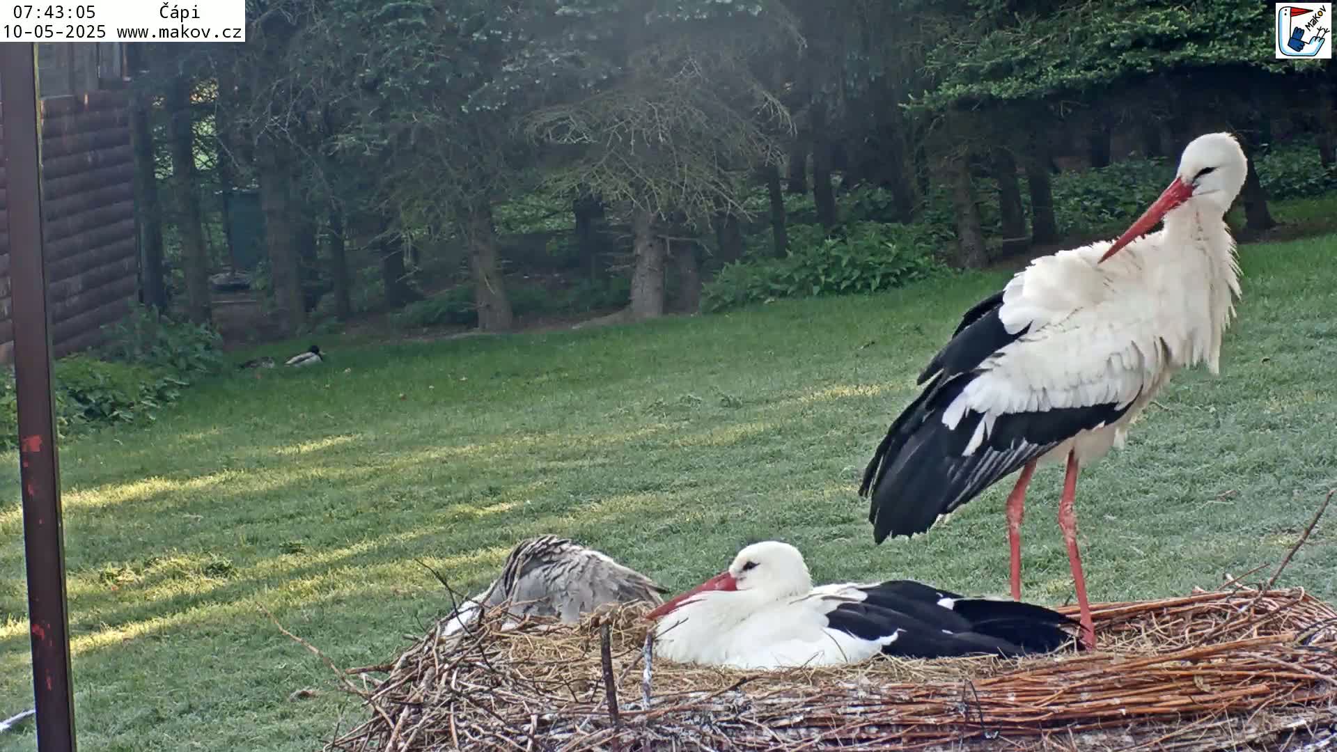 Two white storks with black wings are near a large nest in a grassy area next to a wooded area on a dewy morning.