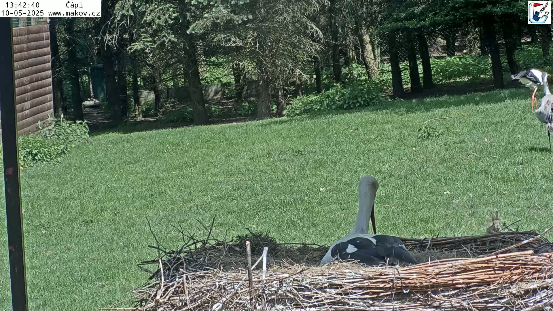 A white stork sits in a large nest on a grassy lawn bordered by trees on a sunny day.