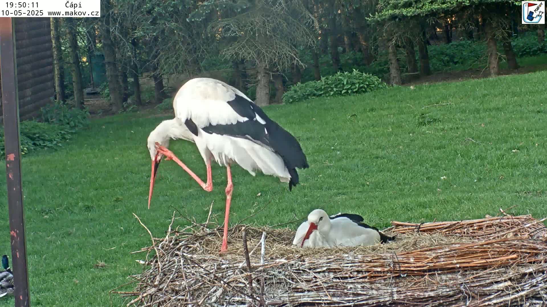 A large white and black stork stands over a smaller stork nestled in a large nest on a grassy lawn in the evening.