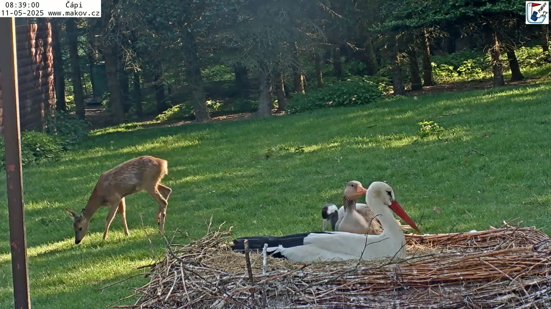 A fawn grazes in a grassy area near a large bird's nest containing a white stork and a goose on a sunny day.