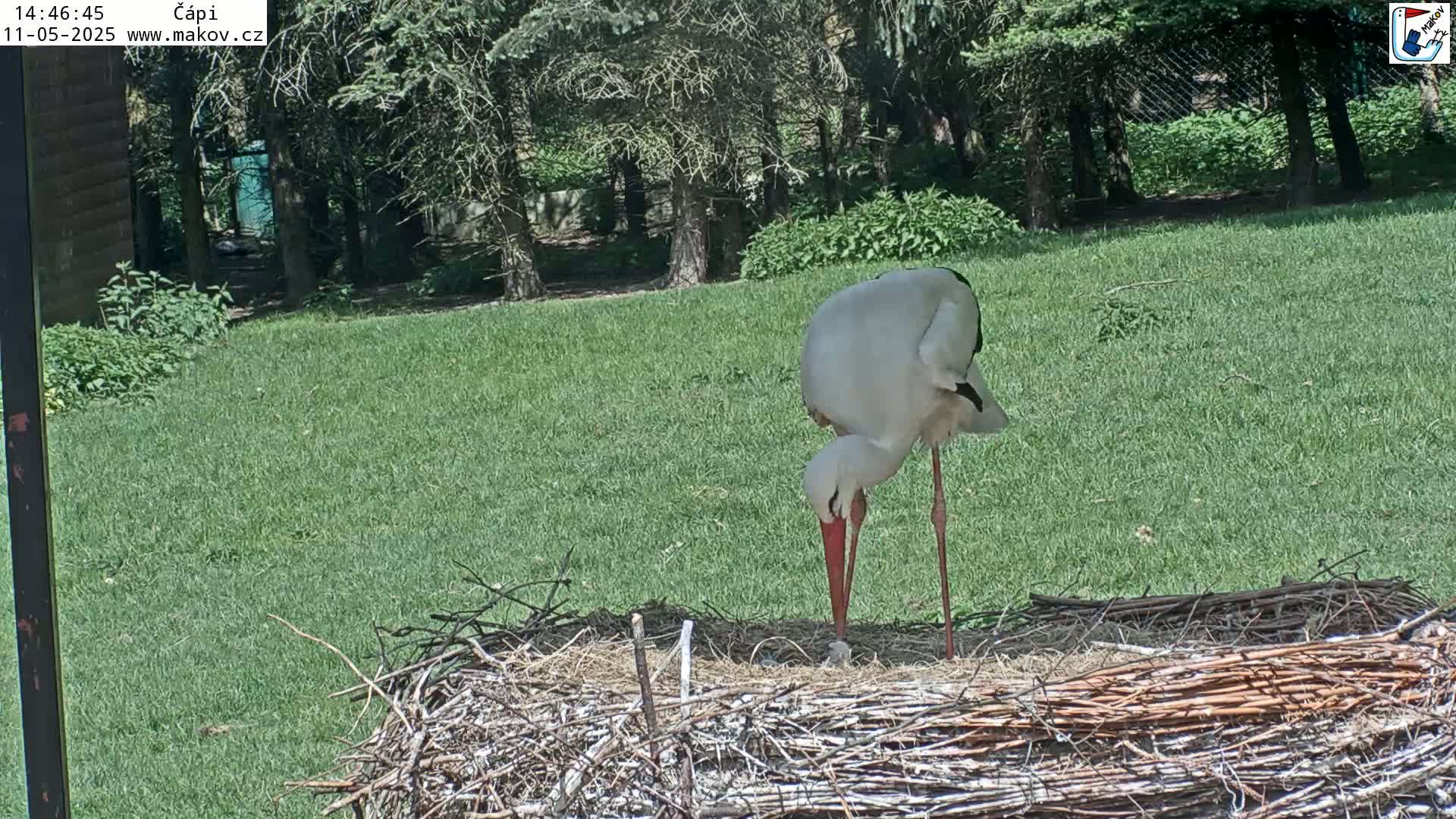 A white stork is standing in a large nest on a grassy area next to a wooded area on a sunny day.