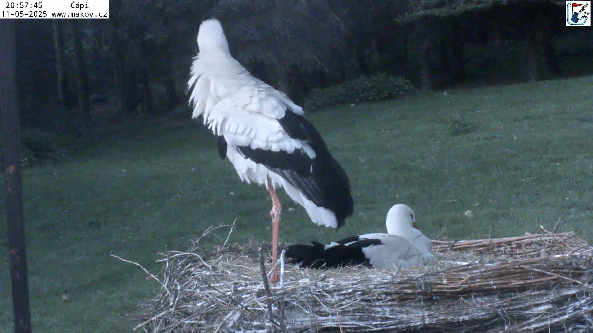 Two white storks with black wings are perched in a large nest on a grassy area in the twilight.