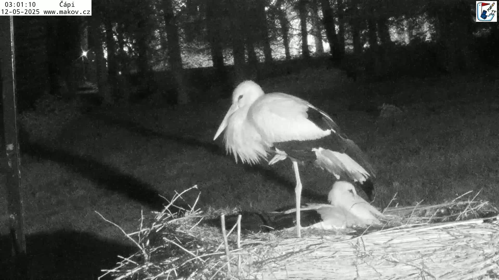 A white stork stands over two smaller storks nestled in a nest at night, under a dark, tree-lined sky.