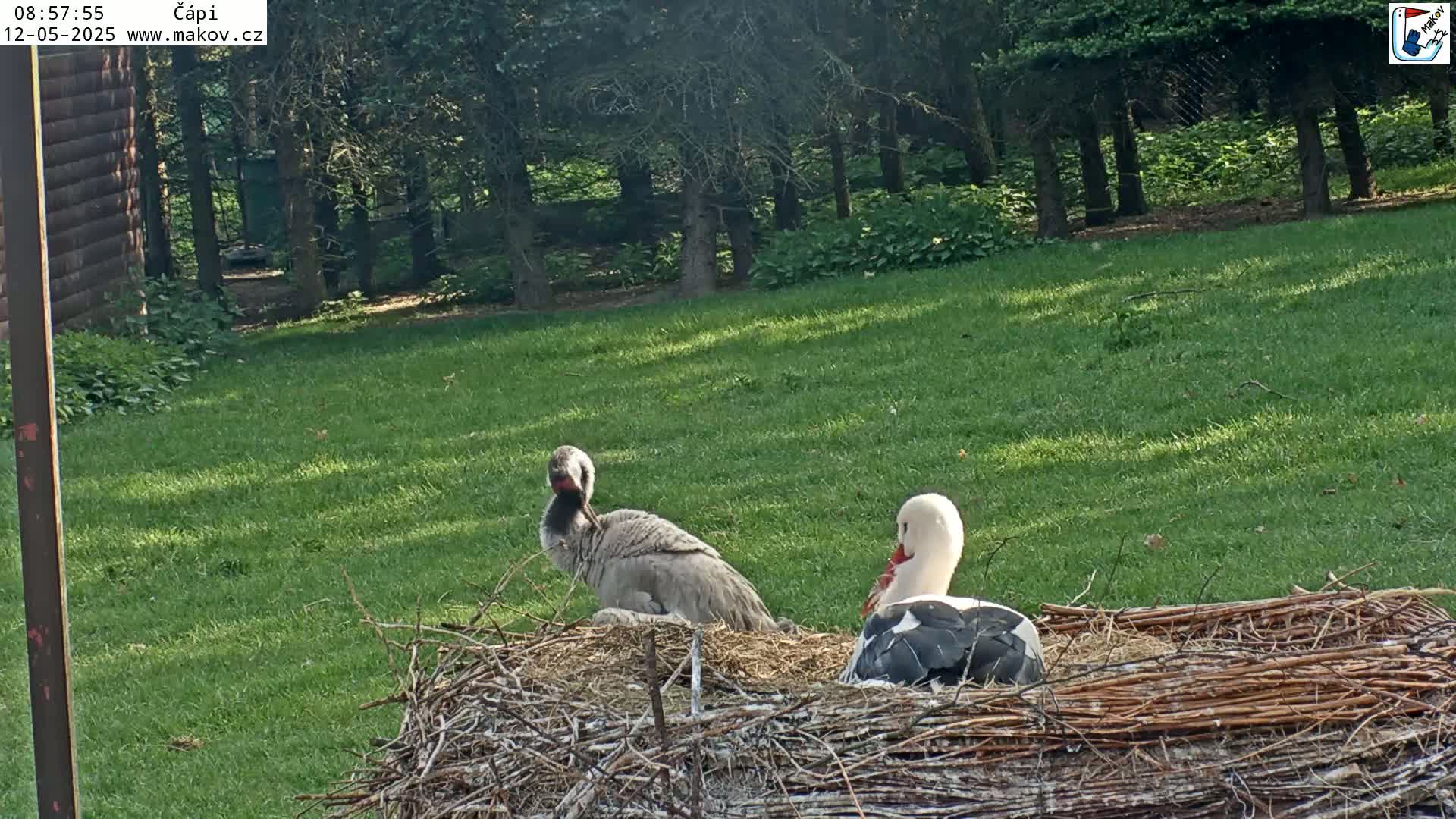 Two storks sit in a large nest on a grassy area beside a wooded area in sunny conditions.