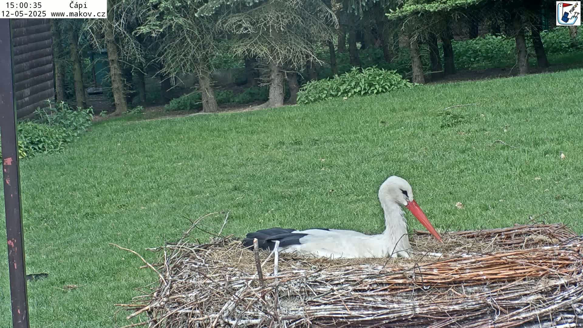 A white stork with a long red beak sits in a large nest on a grassy lawn next to a wooded area.