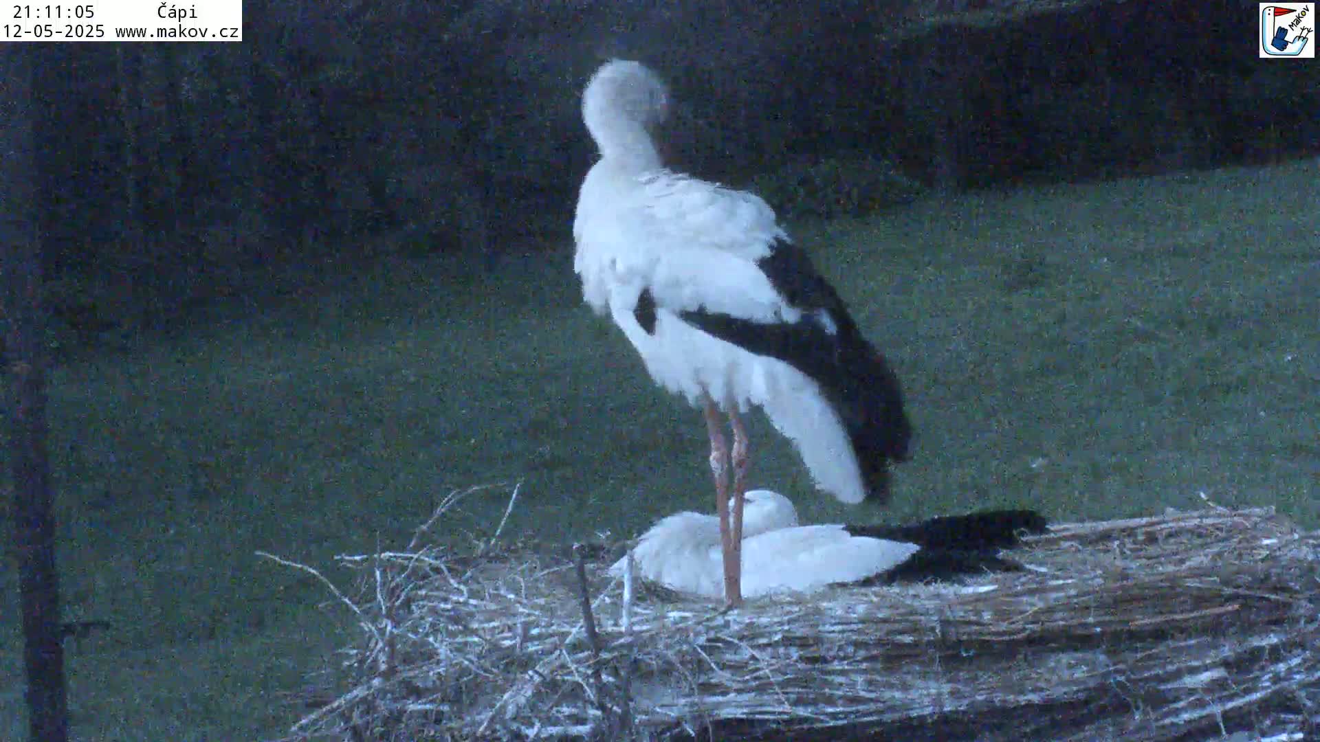 A white stork with black wingtips stands over two other smaller white birds in a large nest during a light snowfall.