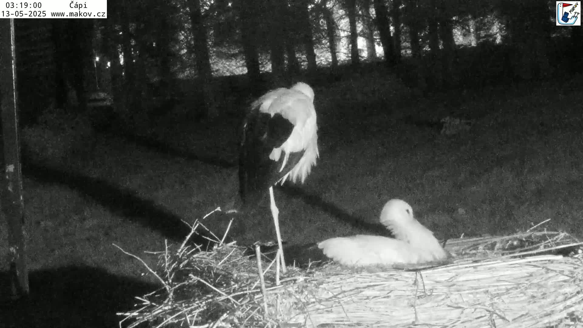 A stork stands over a nest containing a smaller stork at night.