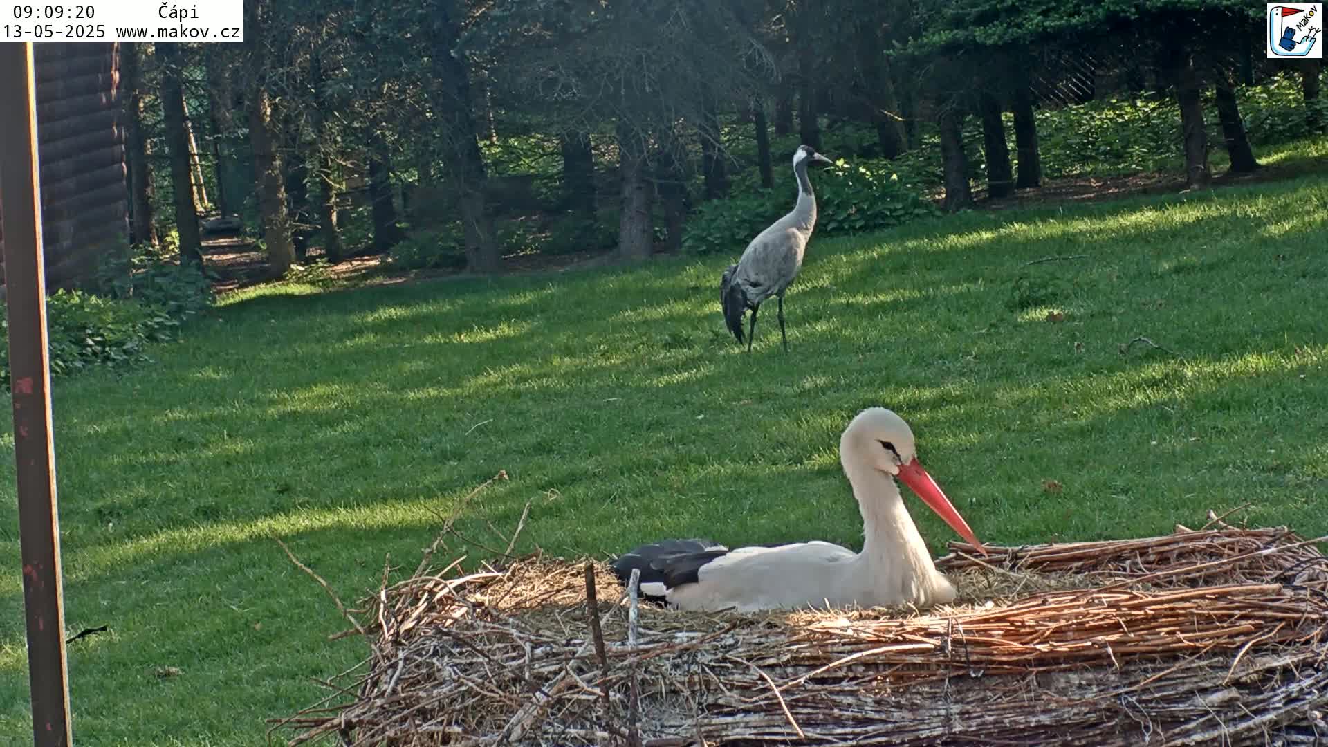 A white stork sits in a large nest on a grassy lawn in the shade of trees, with a crane standing in the background.