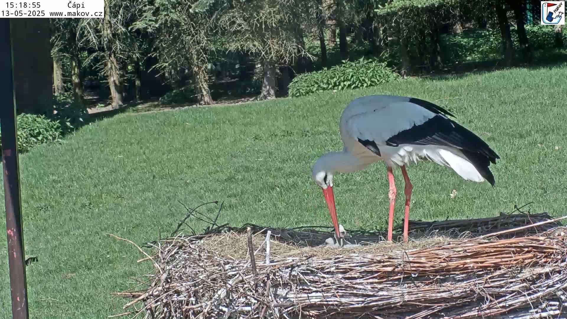 A white stork with red legs and a long red beak tends to its nest on a sunny day in a grassy area near some trees.