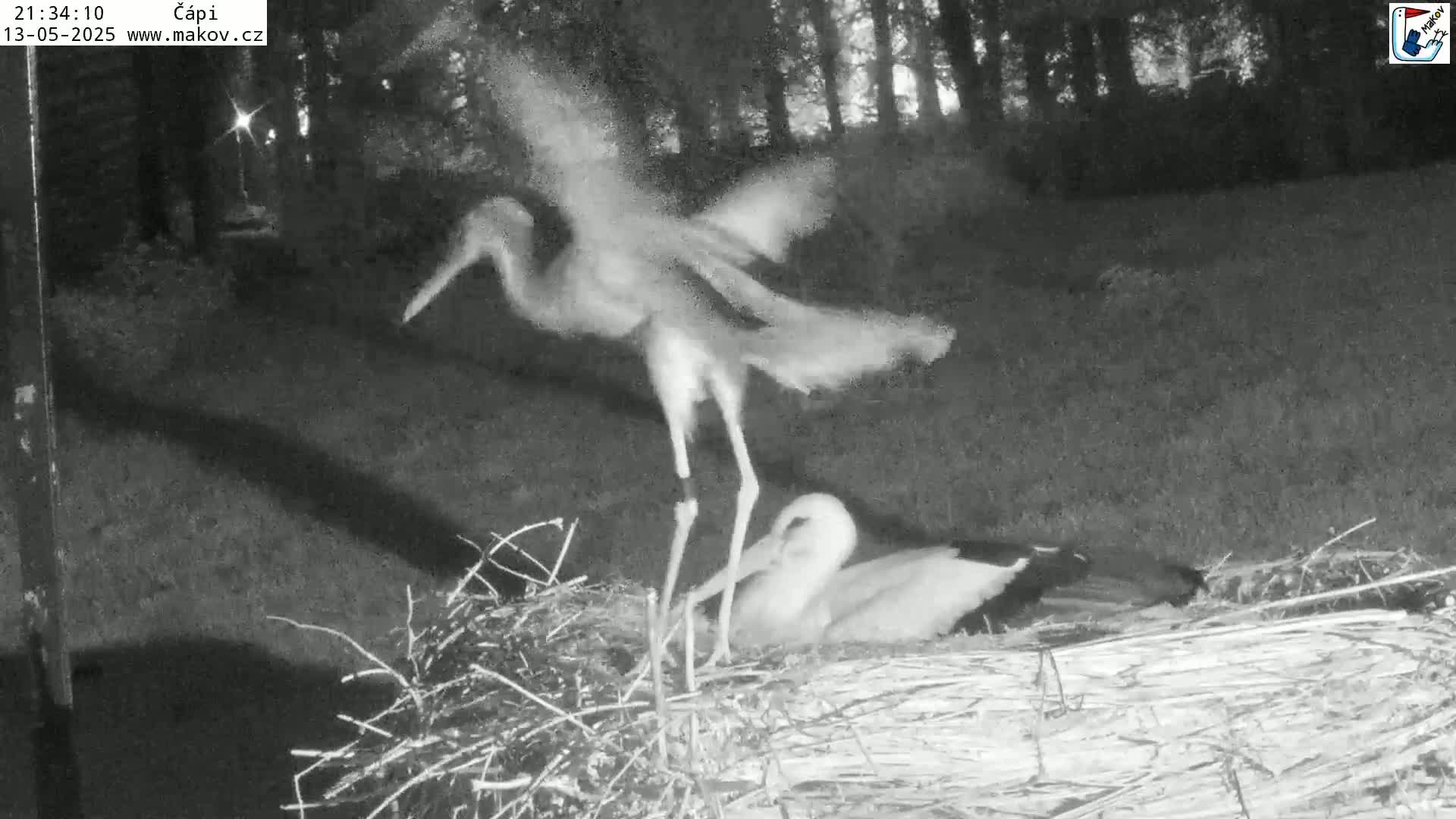 A white stork lands on a nest at night, near a dark wooded area.