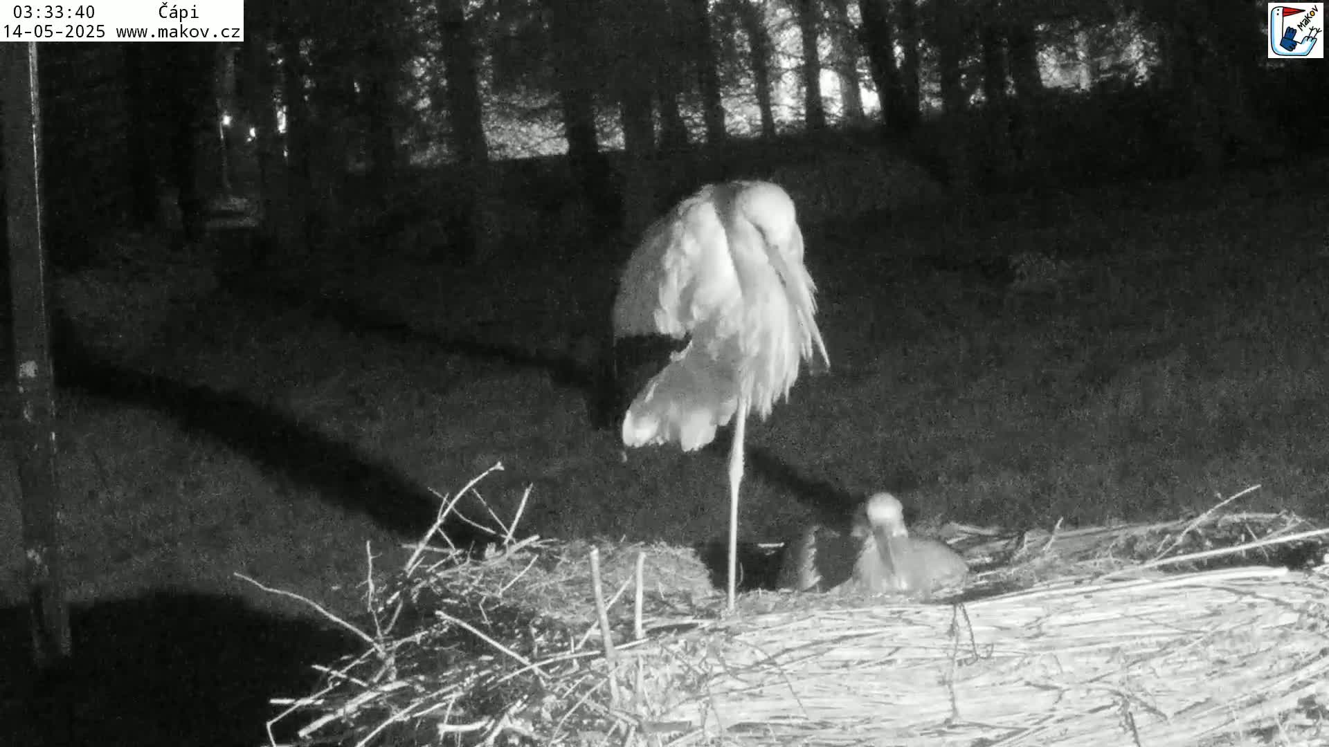 Pisek, Makov Animal Rescue Station Nest Live Cam - Cizova, Pisek, Juhočeský Kraj (South Bohemian), Czechia