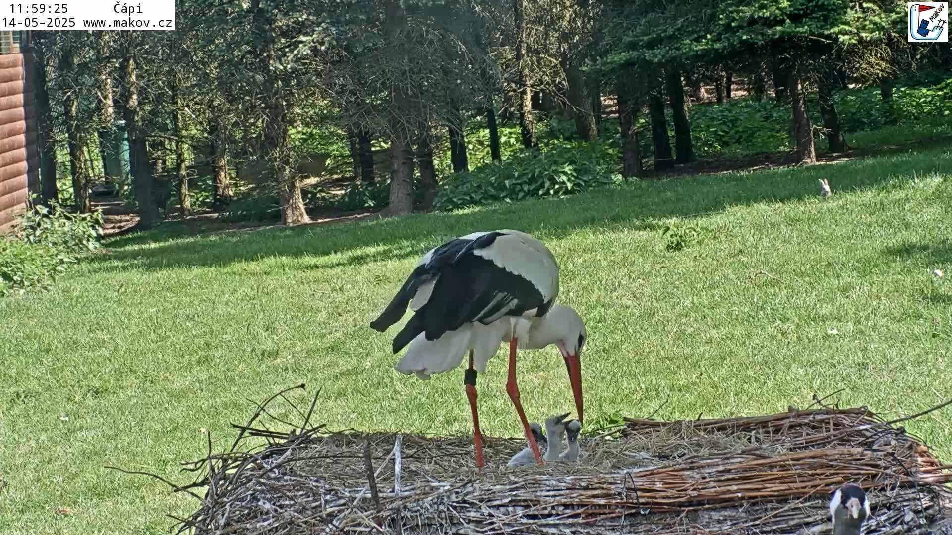 A white stork stands over its nest, tending to its young, in a sunny grassy area bordered by trees.