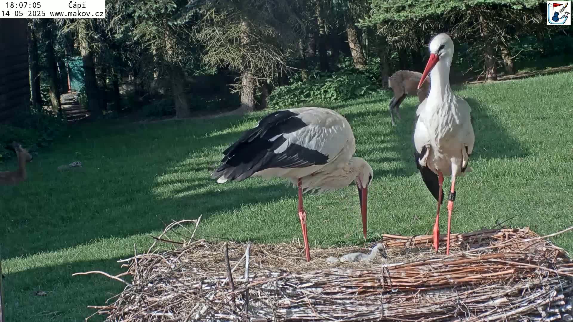 Two white storks stand over a nest containing a chick on a sunny lawn next to a wooded area.