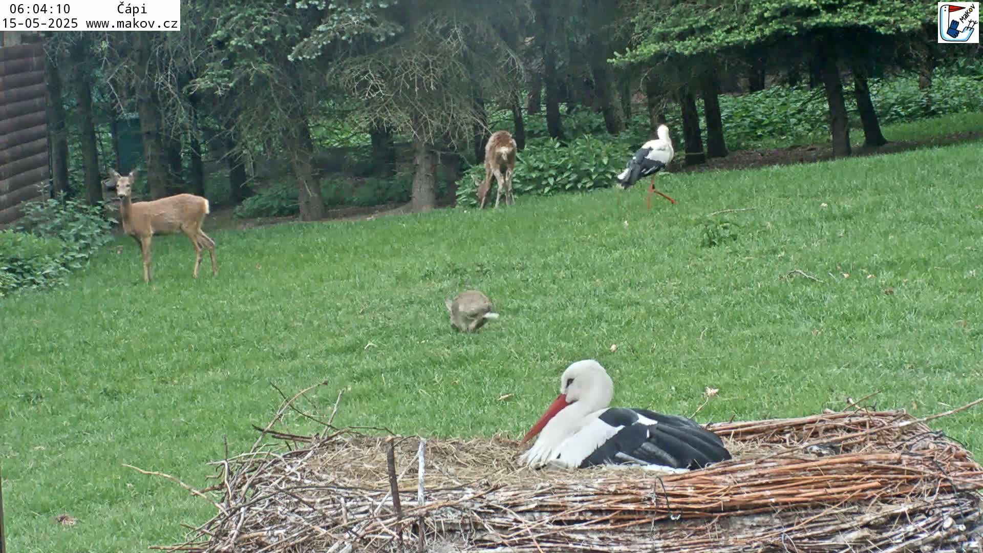 Pisek, Makov Animal Rescue Station Nest Live Cam - Cizova, Pisek, Juhočeský Kraj (South Bohemian), Czechia