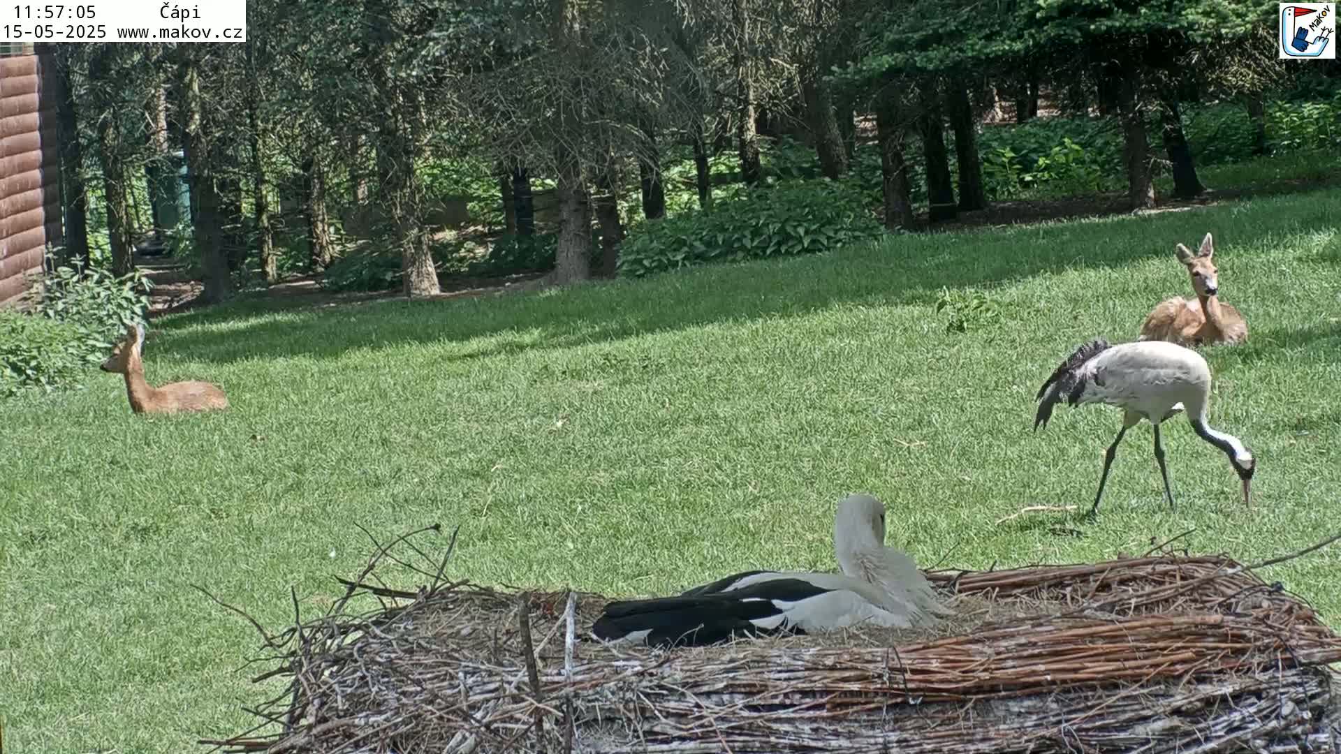 Two deer and a crane are standing in a grassy field near a large stork nest on a sunny day.