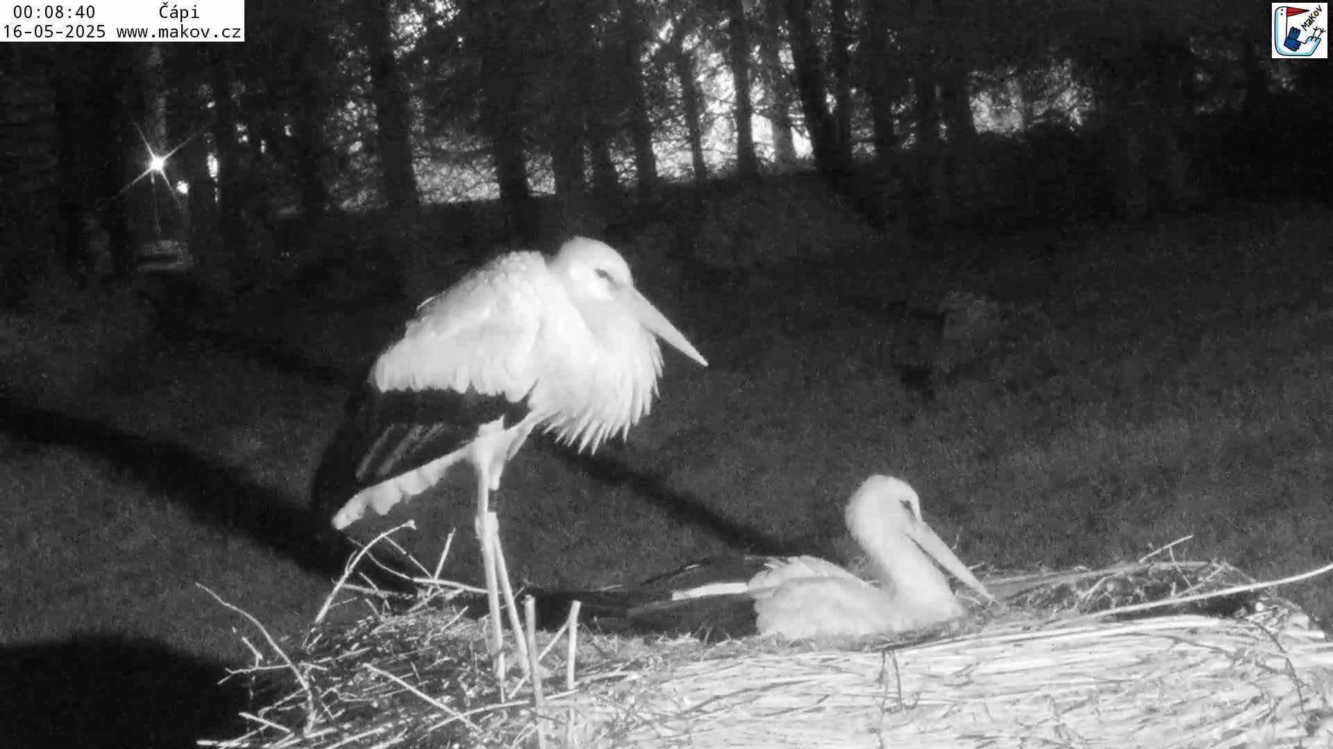 Pisek, Makov Animal Rescue Station Nest Live Cam - Cizova, Pisek, Juhočeský Kraj (South Bohemian), Czechia