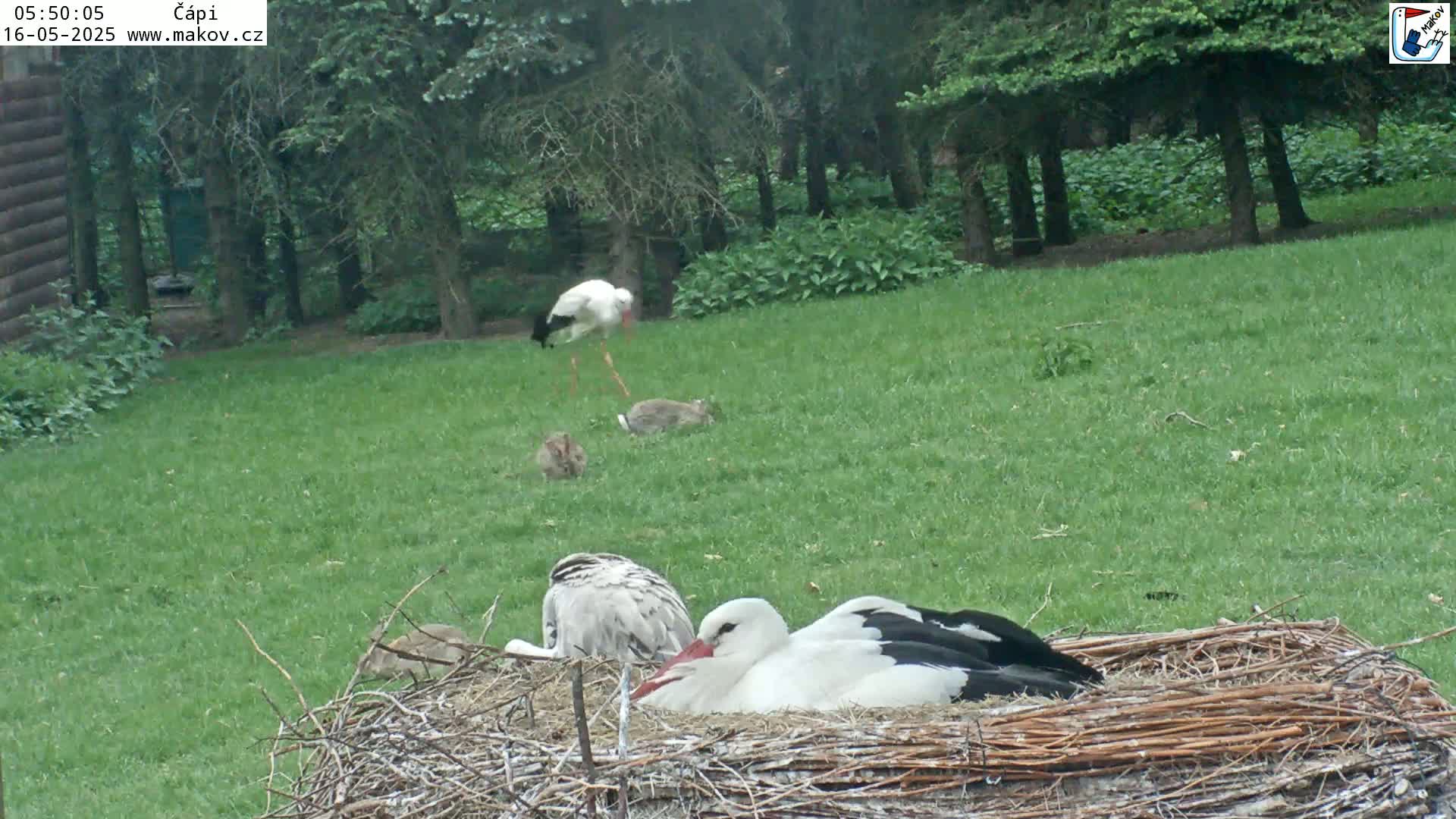Pisek, Makov Animal Rescue Station Nest Live Cam - Cizova, Pisek, Juhočeský Kraj (South Bohemian), Czechia