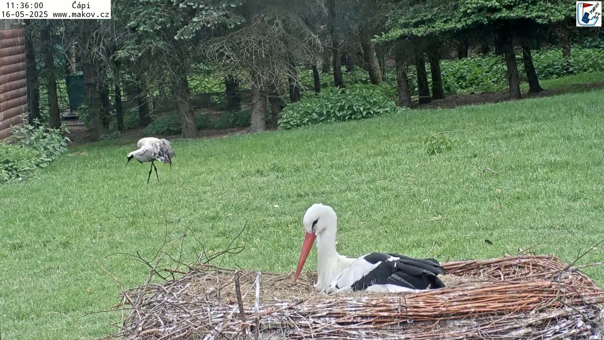 A white stork sits in a large nest on a grassy lawn near a wooded area under a partly cloudy sky.