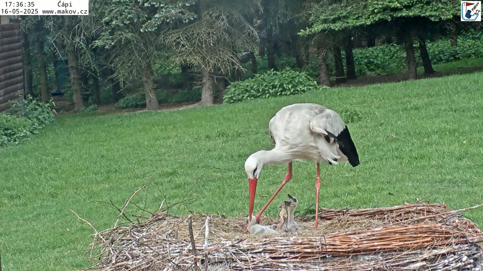 A white stork with a red beak feeds its young in a large nest on a grassy lawn bordered by trees.