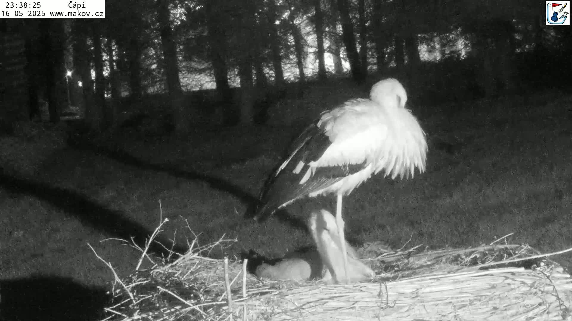 Pisek, Makov Animal Rescue Station Nest Live Cam - Cizova, Pisek, Juhočeský Kraj (South Bohemian), Czechia