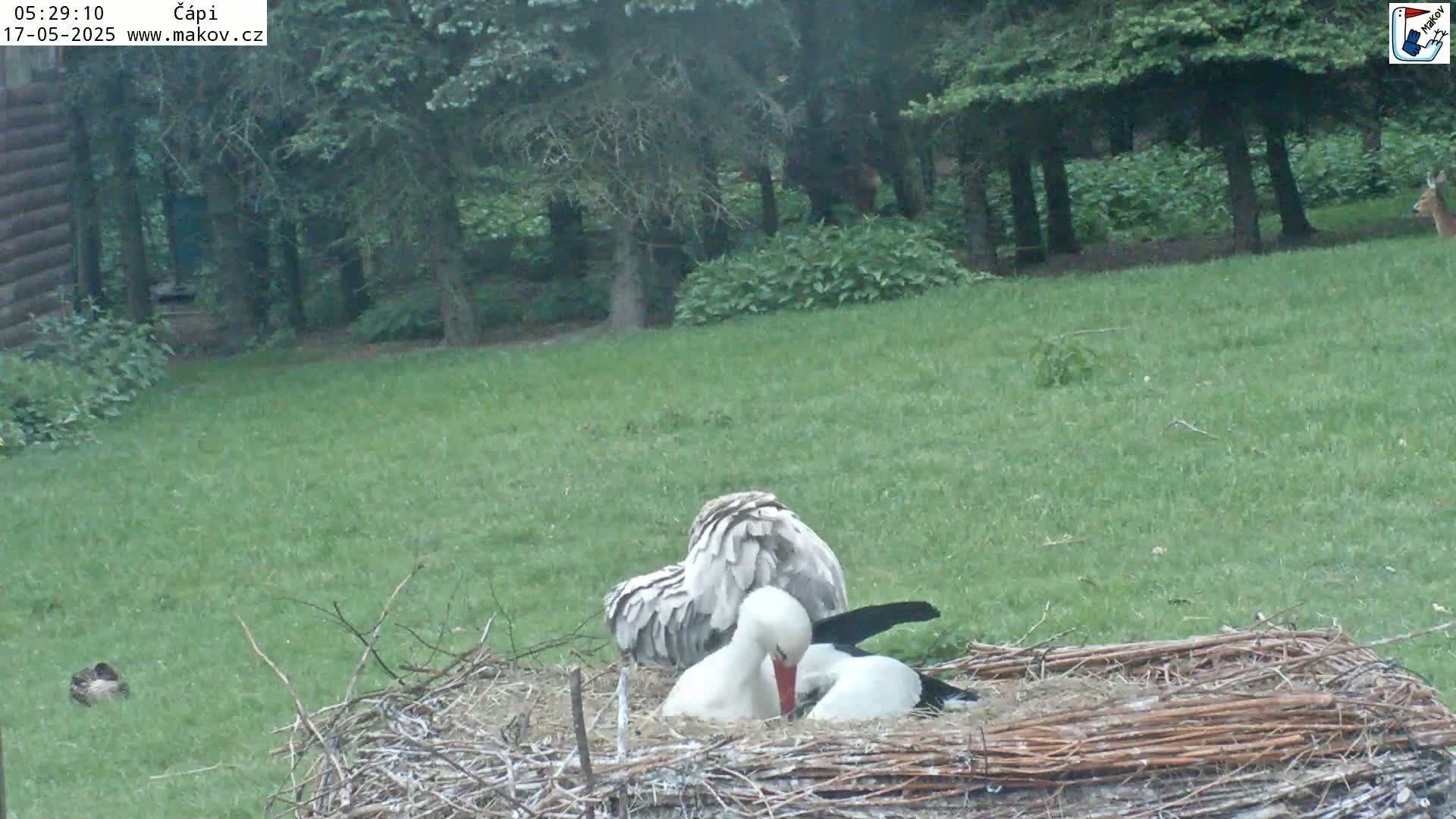 Pisek, Makov Animal Rescue Station Nest Live Cam - Cizova, Pisek, Juhočeský Kraj (South Bohemian), Czechia
