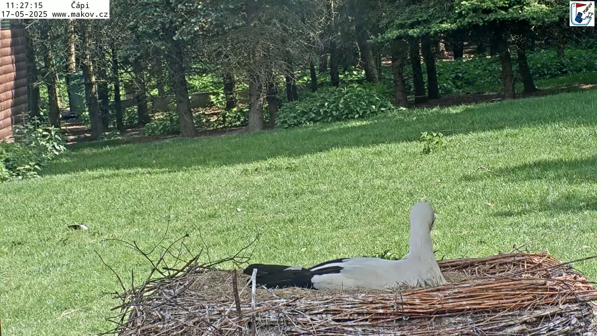 A white stork sits in a large nest on a grassy lawn, partially shaded by trees on a sunny day.