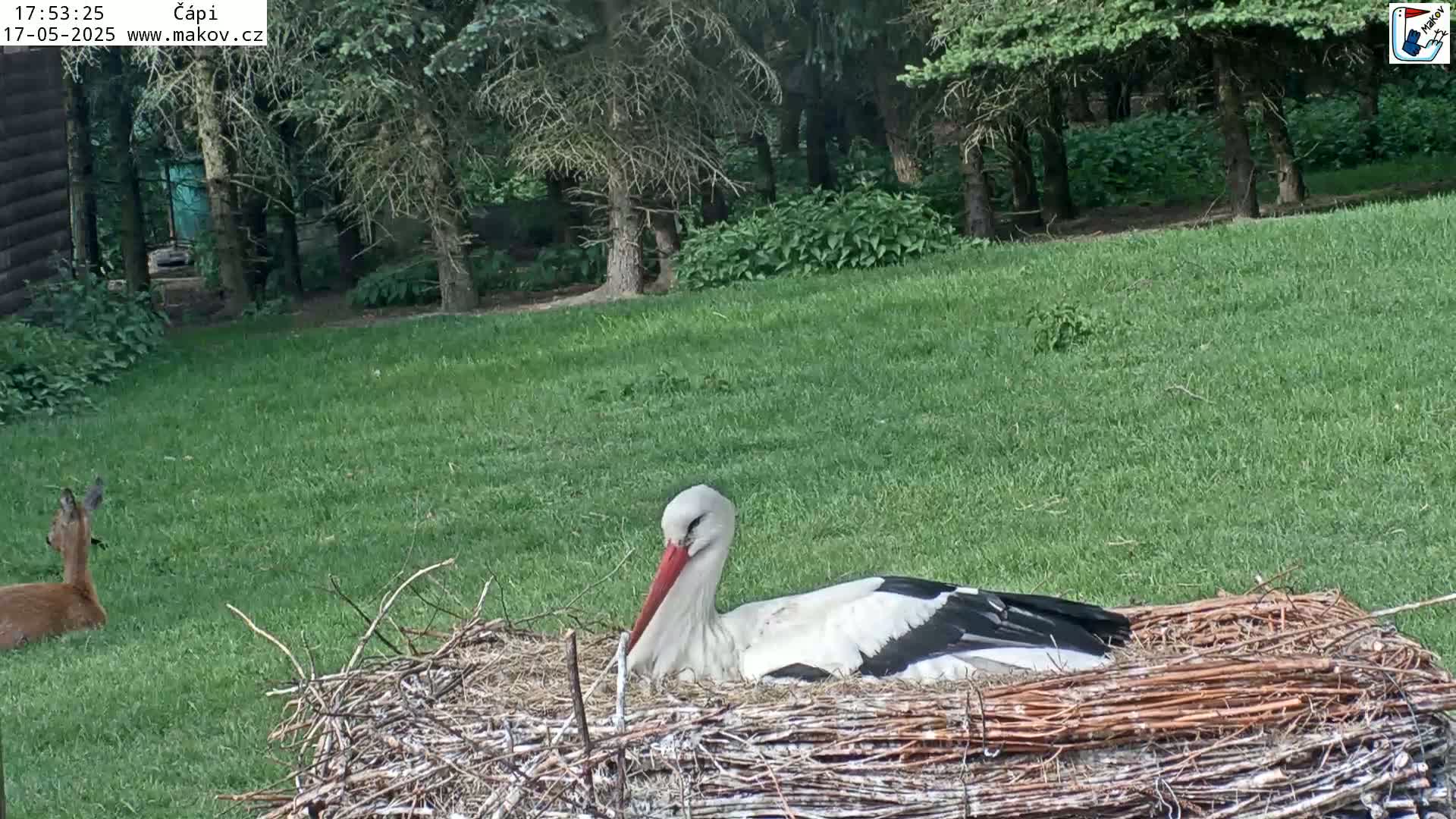 A white stork sits in a large nest on a grassy lawn near a deer, under a partly cloudy sky.