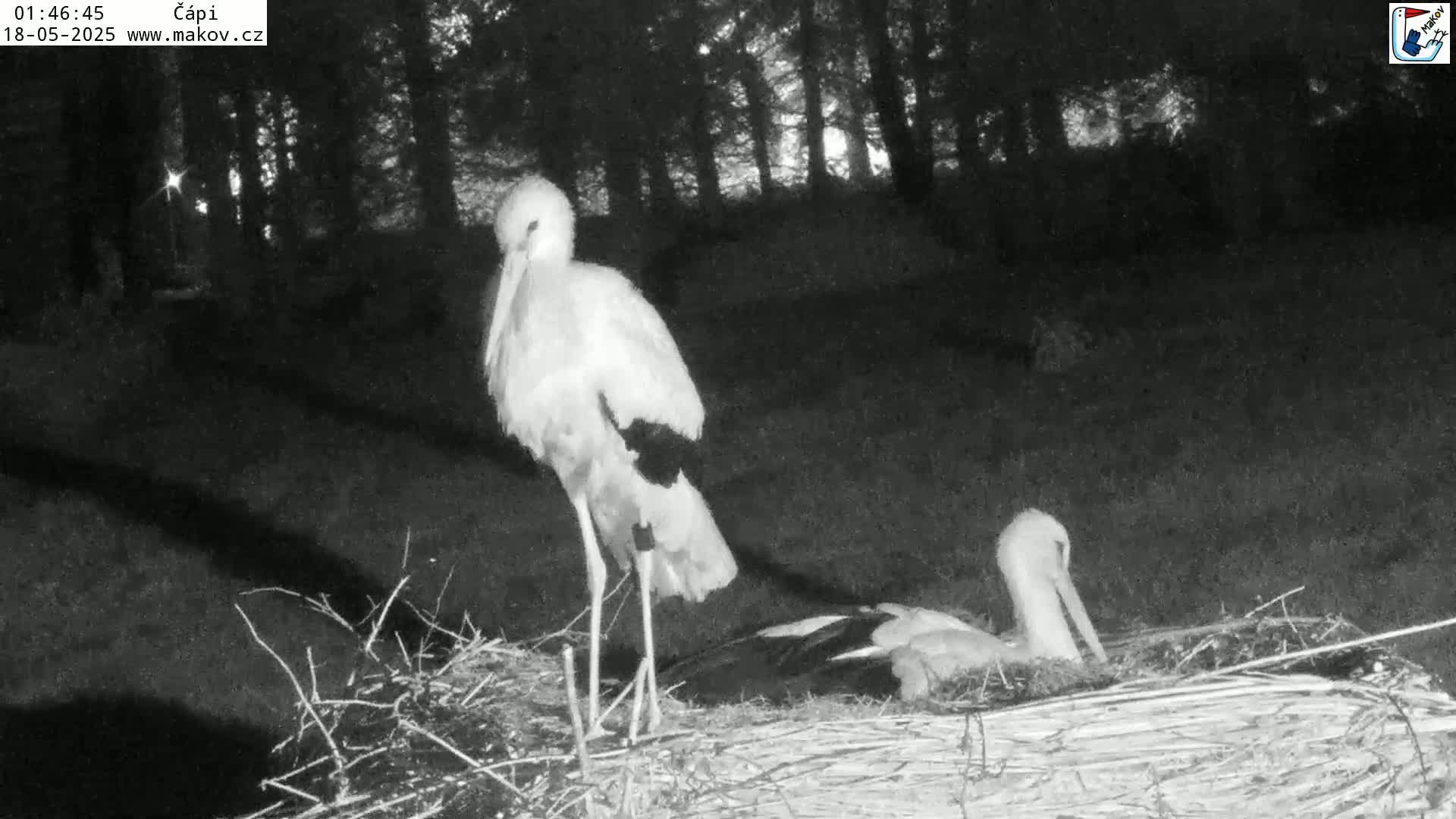 Pisek, Makov Animal Rescue Station Nest Live Cam - Cizova, Pisek, Juhočeský Kraj (South Bohemian), Czechia