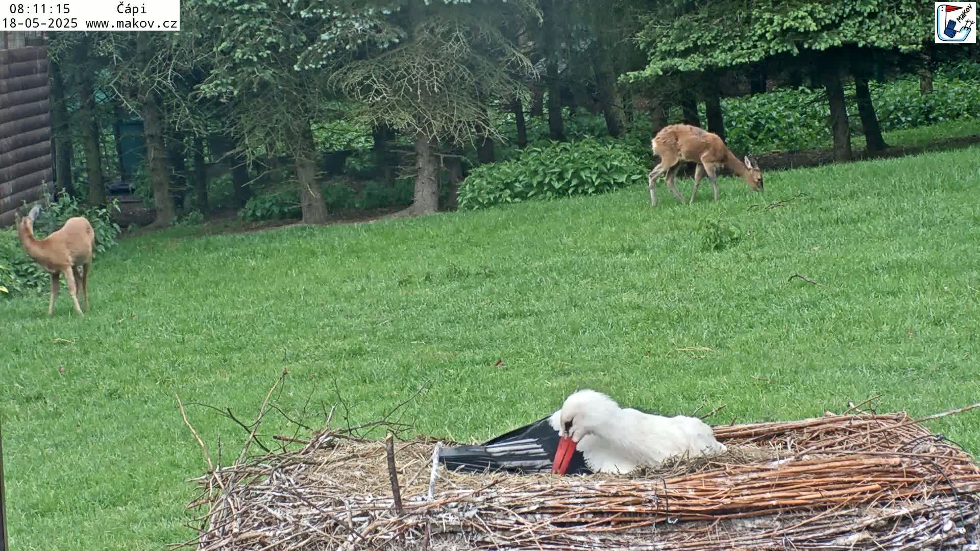 Pisek, Makov Animal Rescue Station Nest Live Cam - Cizova, Pisek, Juhočeský Kraj (South Bohemian), Czechia