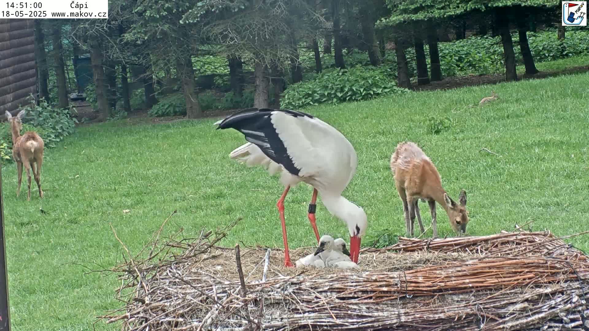 A white stork tends to its young in a large nest on a grassy lawn, with two deer visible in the background under a partly sunny sky.