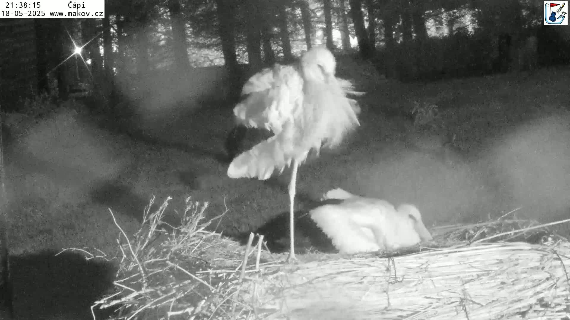 A stork stands over another stork sitting in a nest at night.