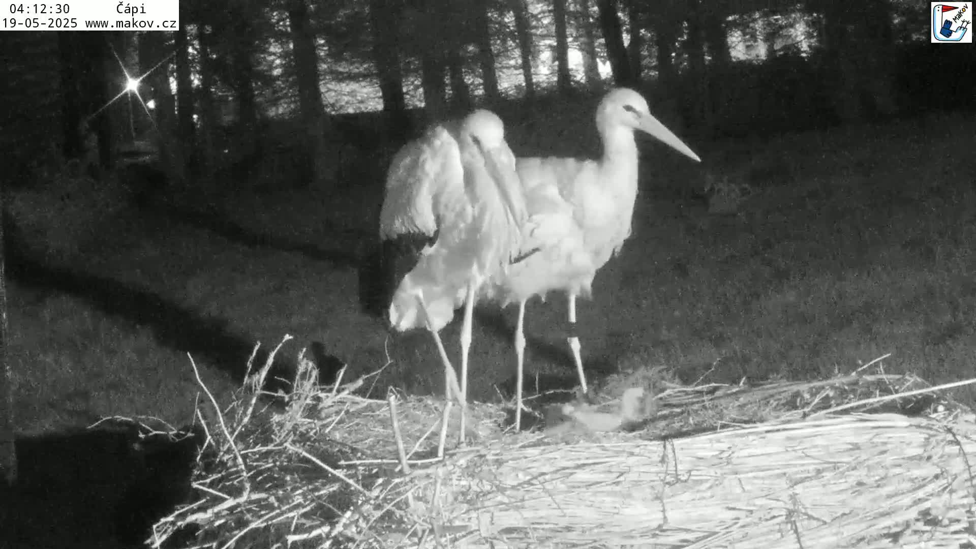 Pisek, Makov Animal Rescue Station Nest Live Cam - Cizova, Pisek, Juhočeský Kraj (South Bohemian), Czechia