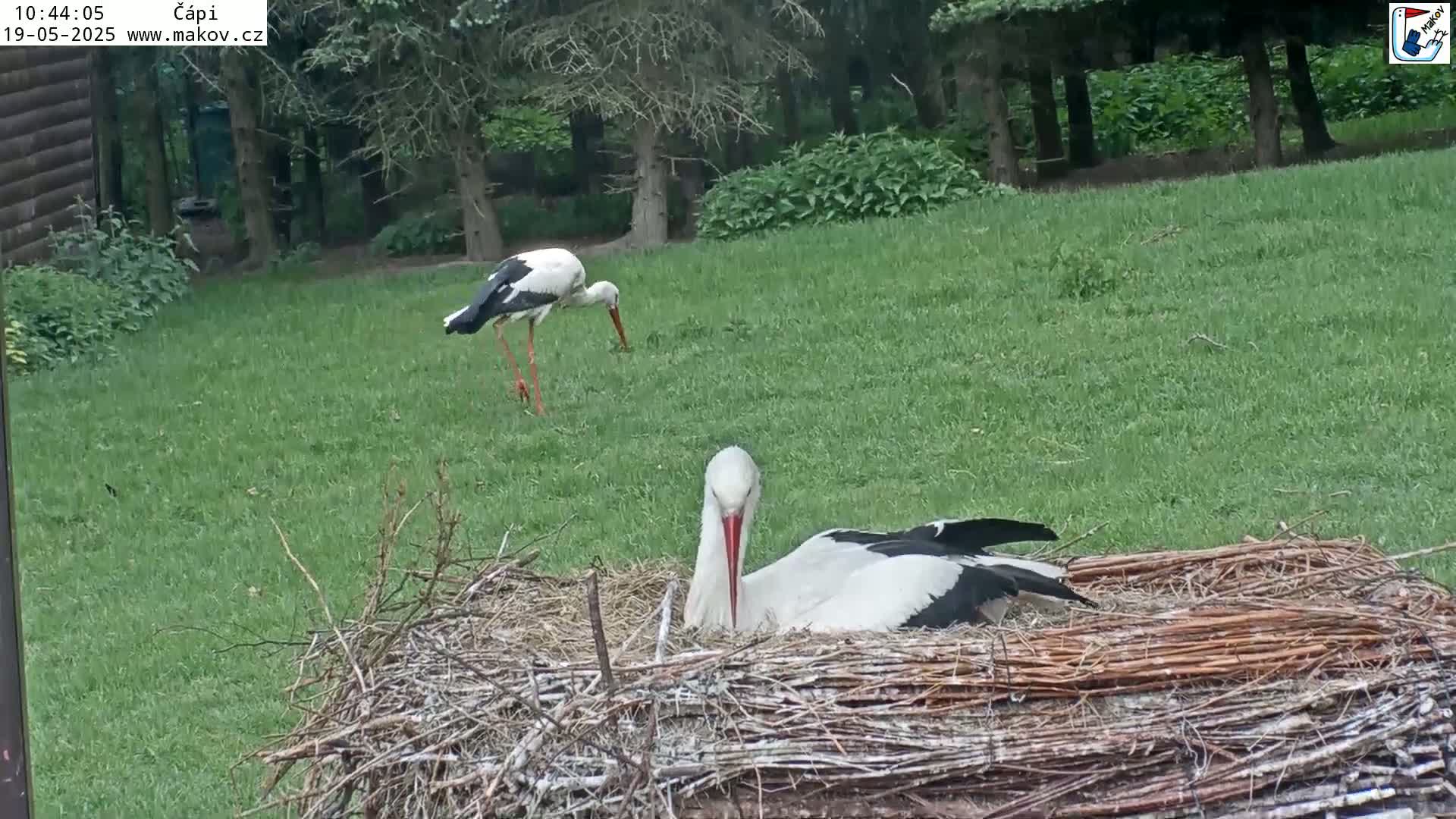 Two white storks, one perched on a large nest and the other foraging on a grassy lawn next to a wooded area.