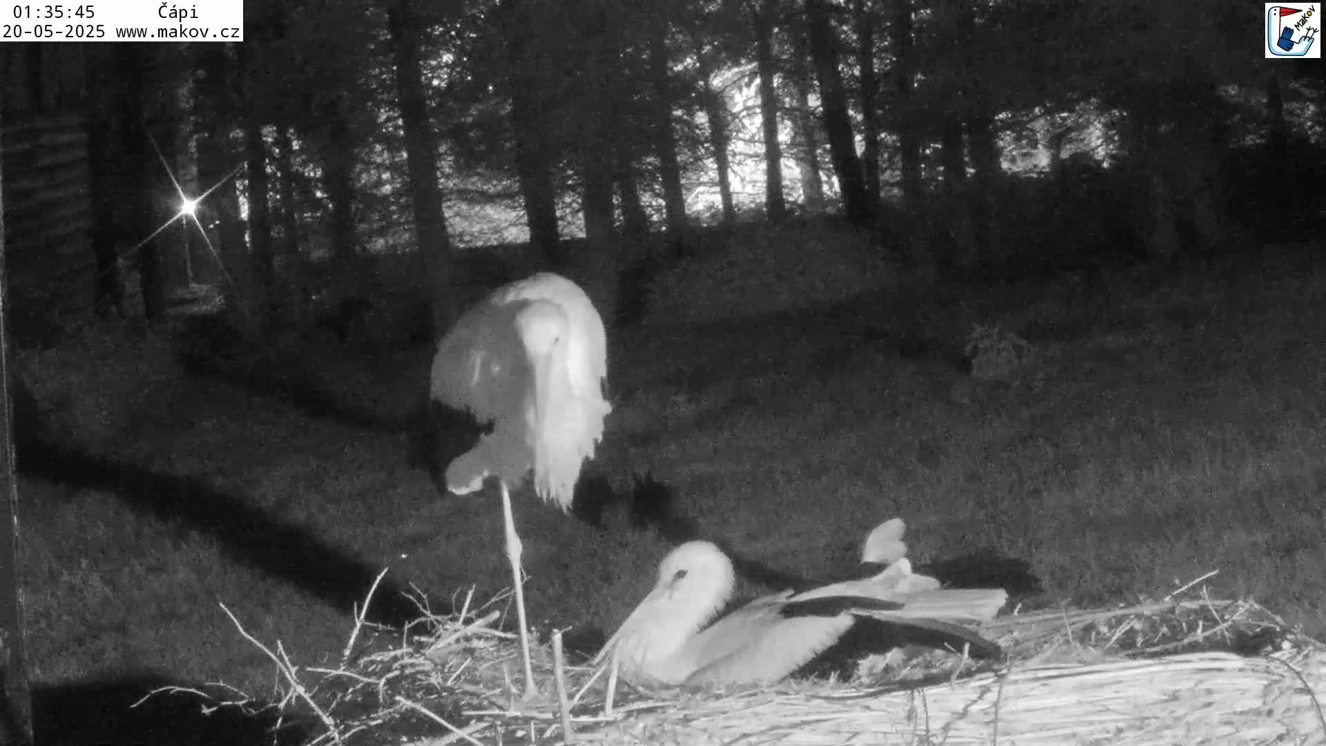 A white stork stands near a nest at night, while another stork is nestled within the nest in a wooded area.