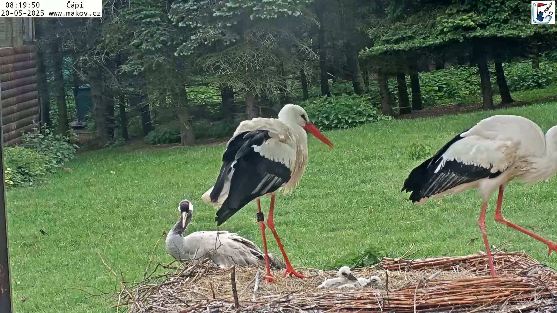 Two adult storks and a crane stand near a nest containing several stork chicks in a grassy area next to a wooded area.