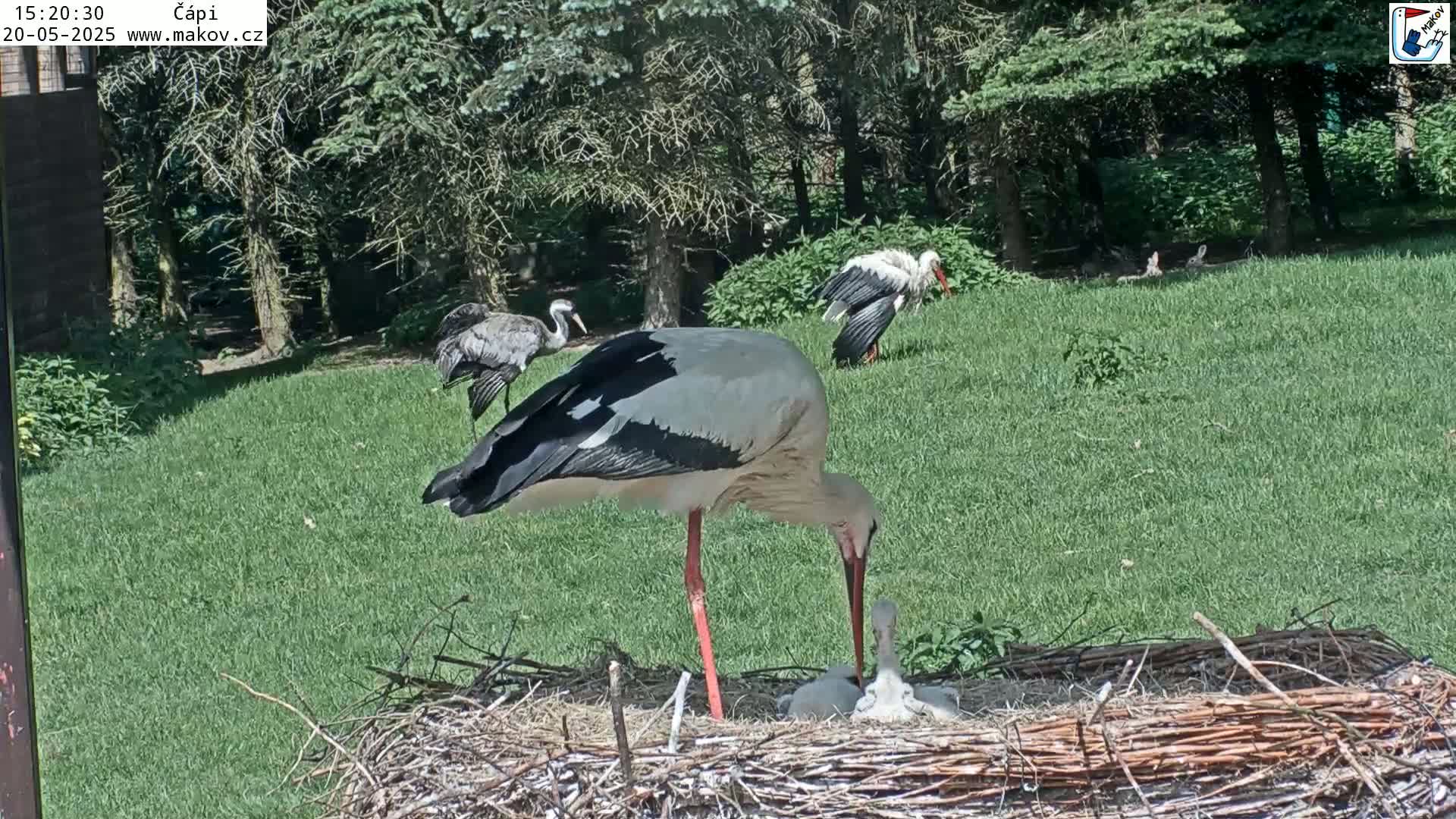A white stork tends to its young in a nest on a grassy lawn under a sunny sky, with other storks and a crane visible in the background.