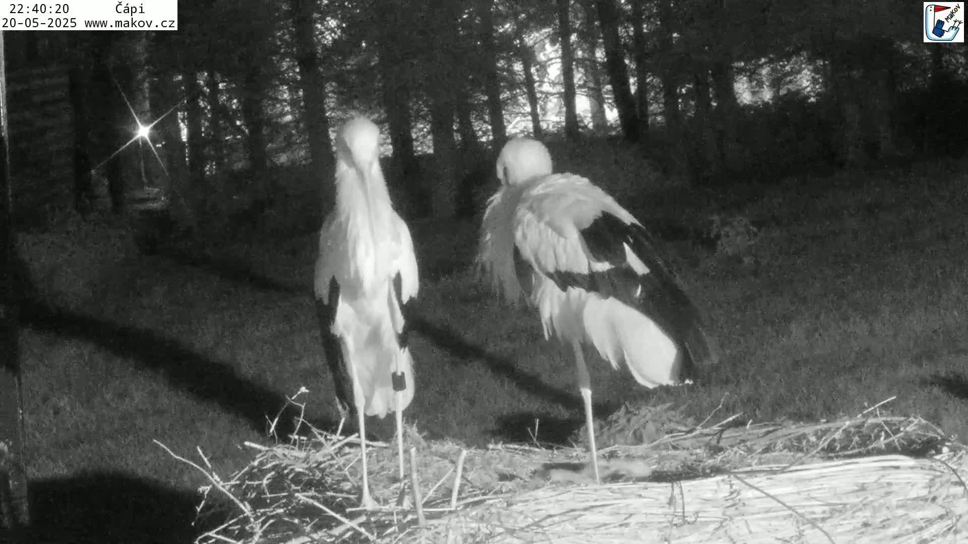 Two white storks stand on a nest at night in a wooded area.