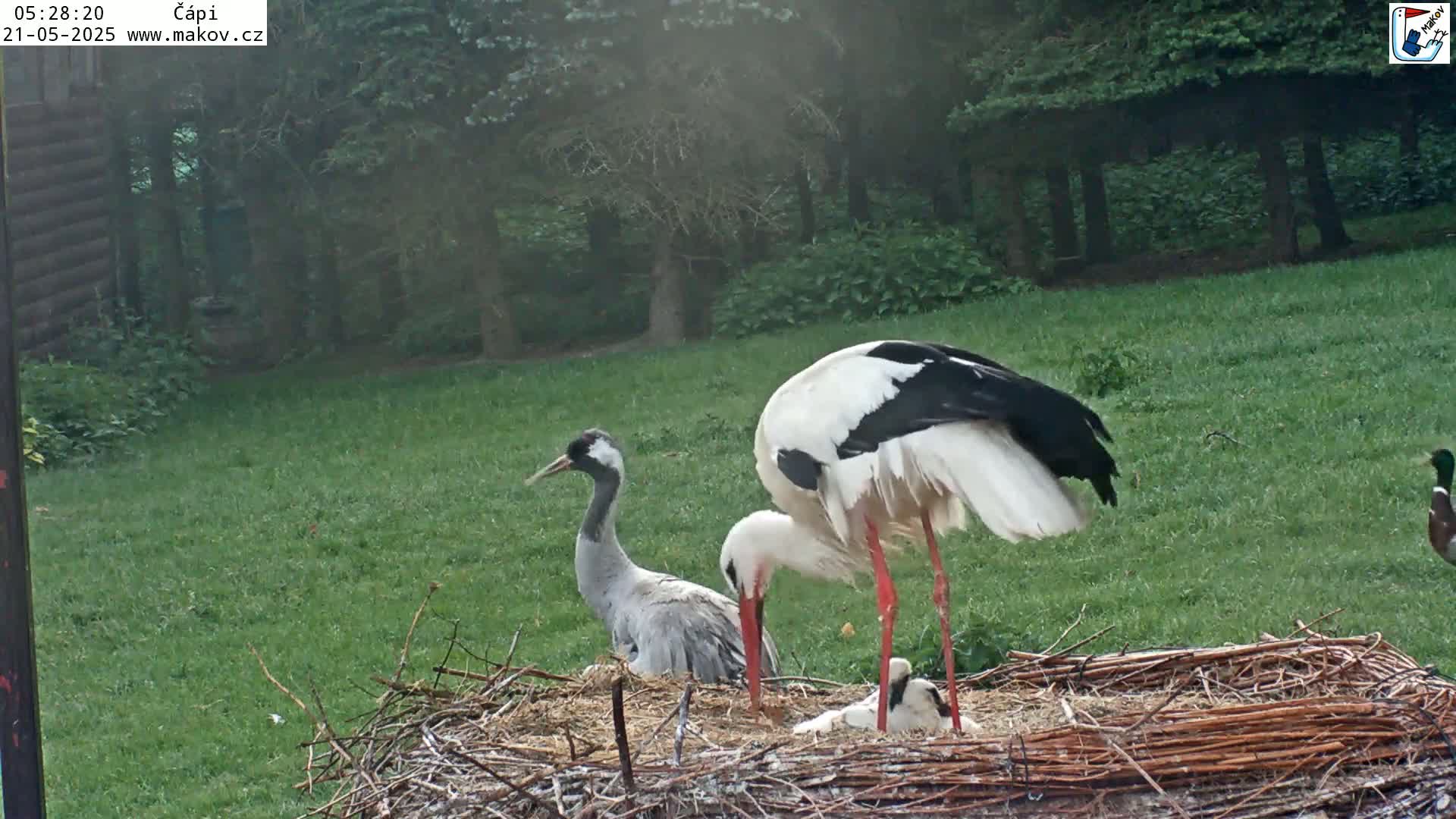 Pisek, Makov Animal Rescue Station Nest Live Cam - Cizova, Pisek, Juhočeský Kraj (South Bohemian), Czechia
