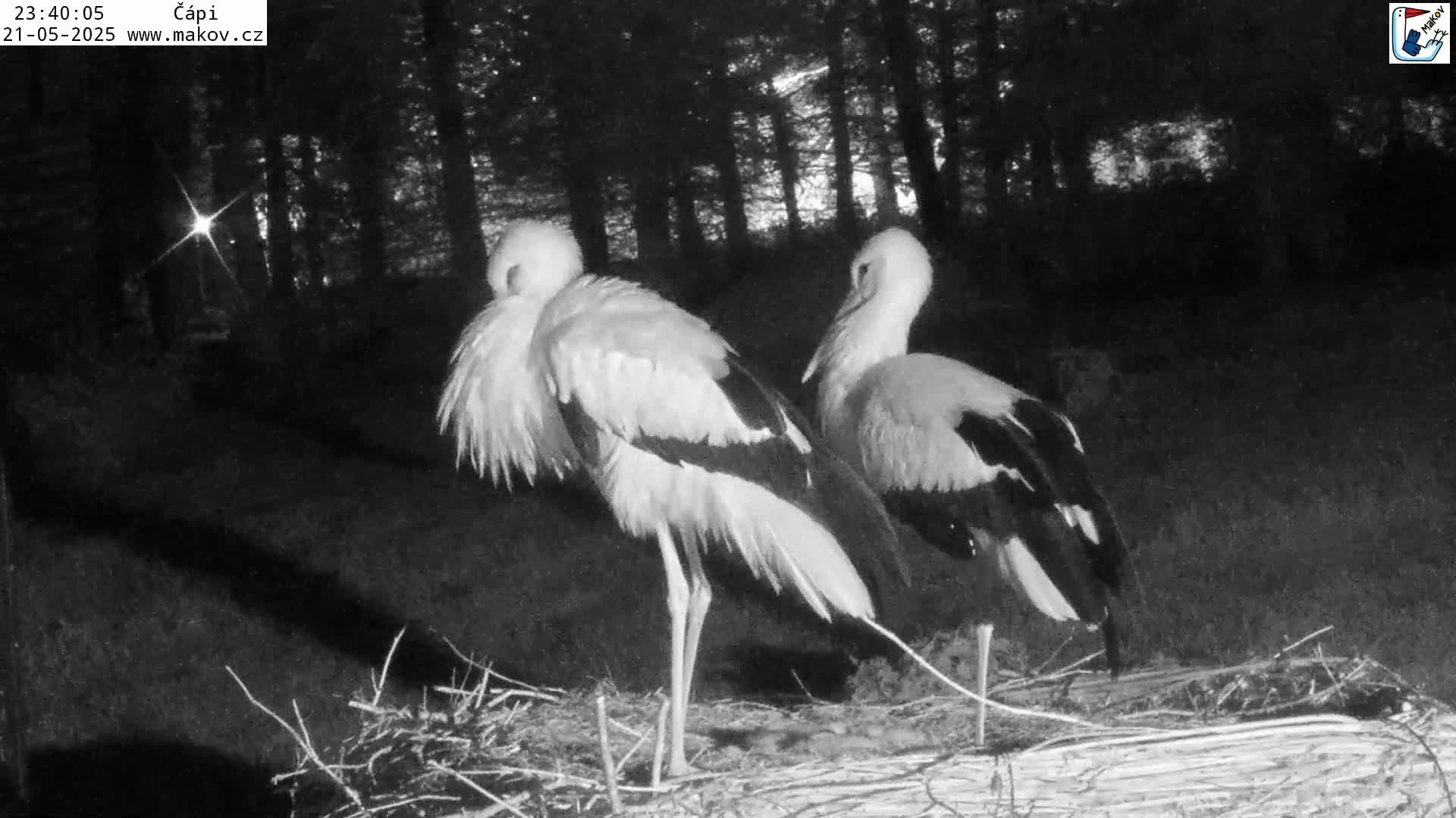 Two white storks stand in a nest at night in a wooded area.