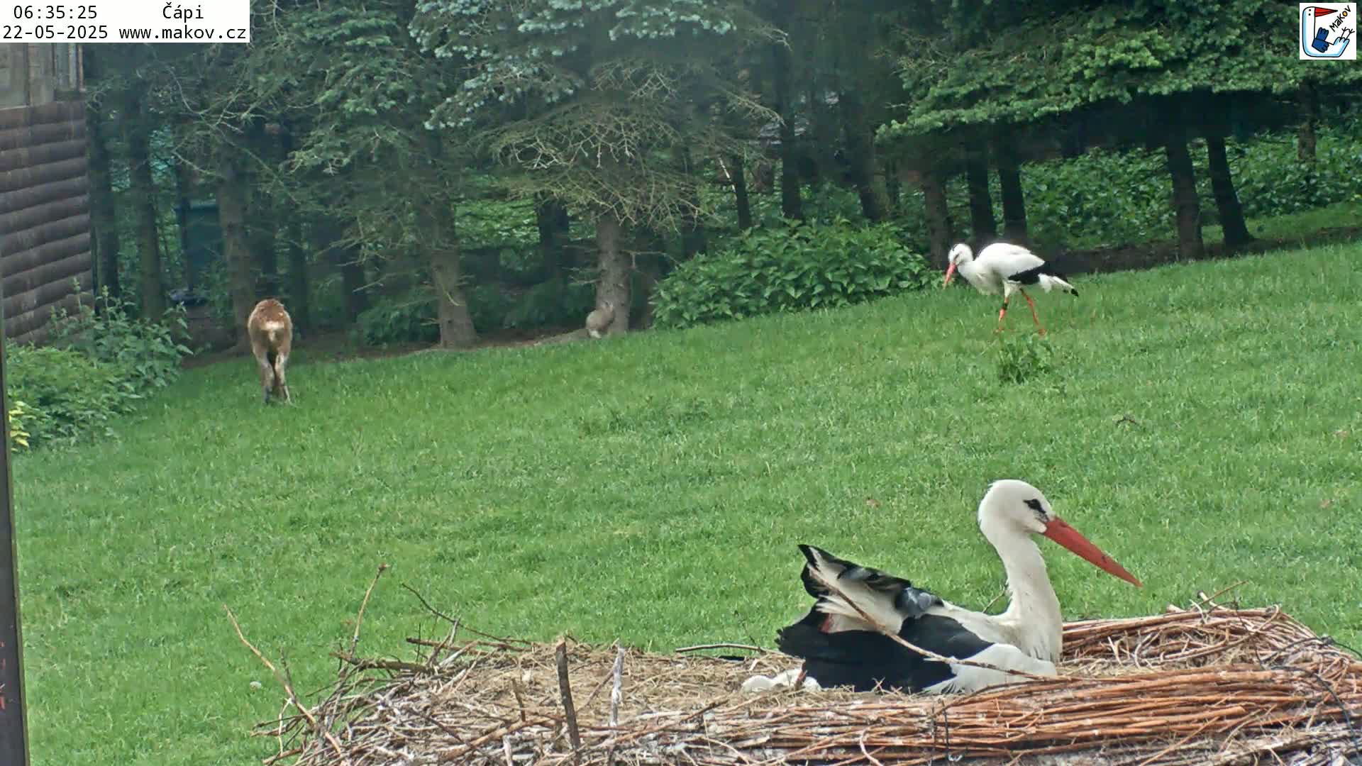 A white stork sits in a nest on a grassy lawn near a deer, a rabbit, and another stork.