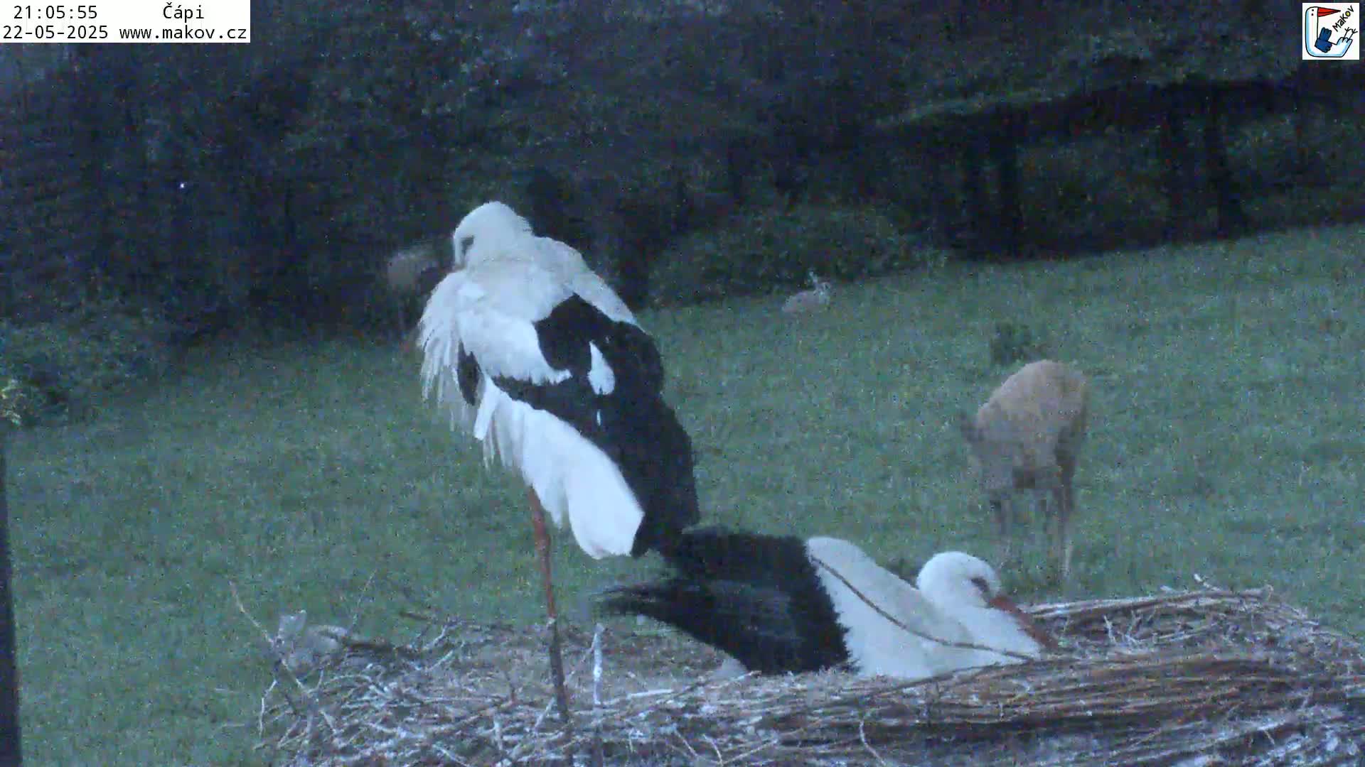 Two storks are in a nest, with one stork standing and another lying down, while a young deer grazes in the grass nearby, under twilight conditions.