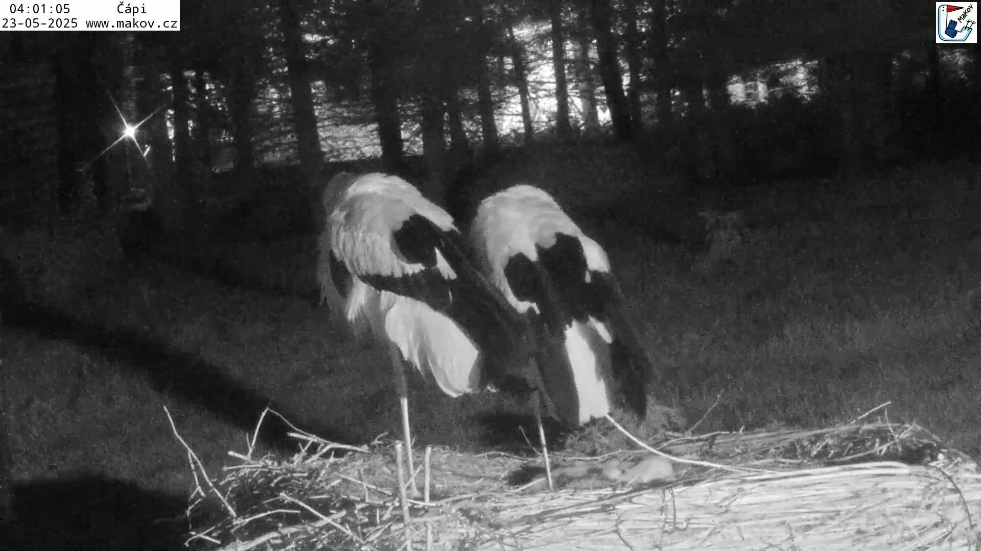 Two storks are nestled together in a nest at night in a wooded area.
