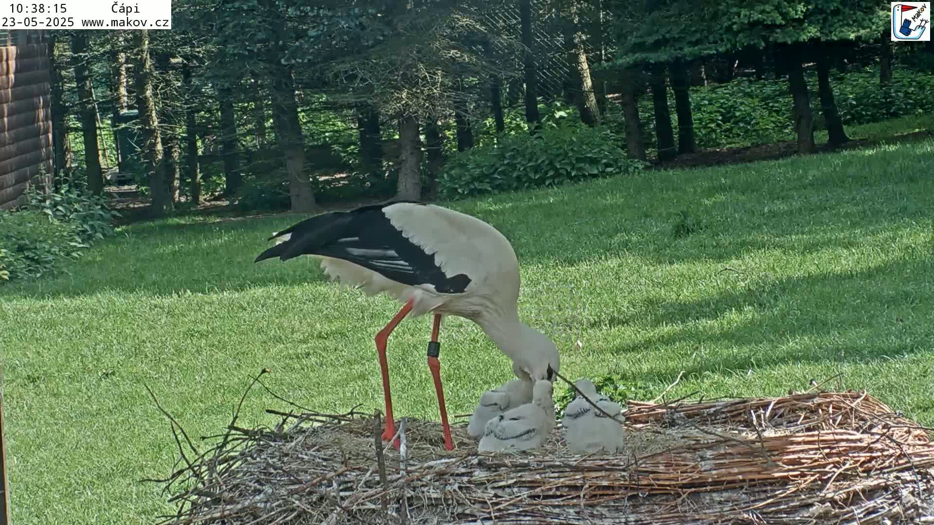 A white stork with black wingtips bends over its nest, tending to several young birds in a grassy area under a sunny sky.
