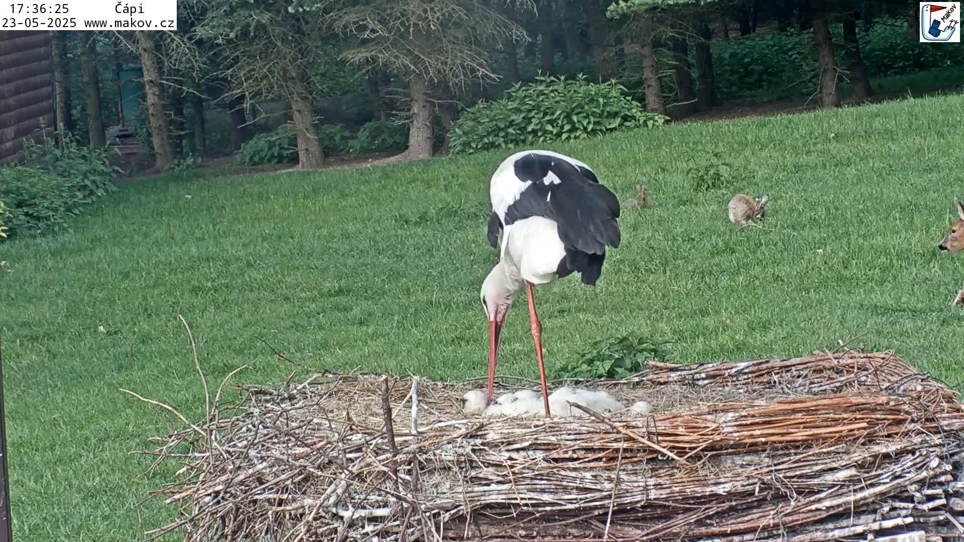A white and black stork stands over its nest of young in a grassy area near trees, with rabbits and a deer visible in the background.